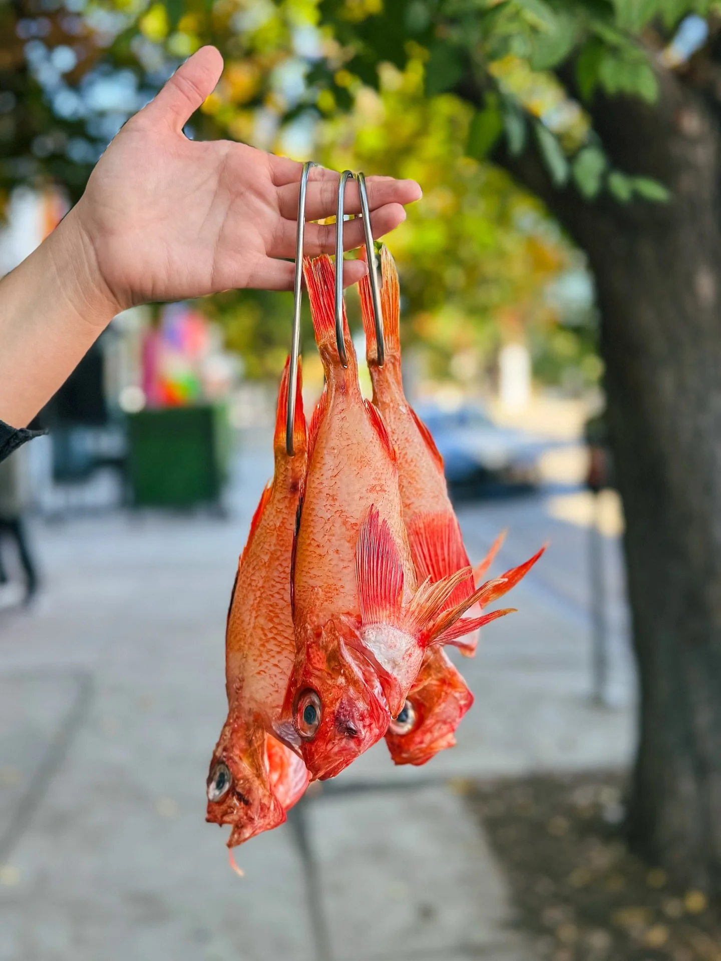 Dry aged kinki from Japan is back / this prized fish is great aburi-style, simmered, baked or grilled / meat is rich and buttery 

#kinki #kinkifish #dryagedfish #fishmarket #fishmonger