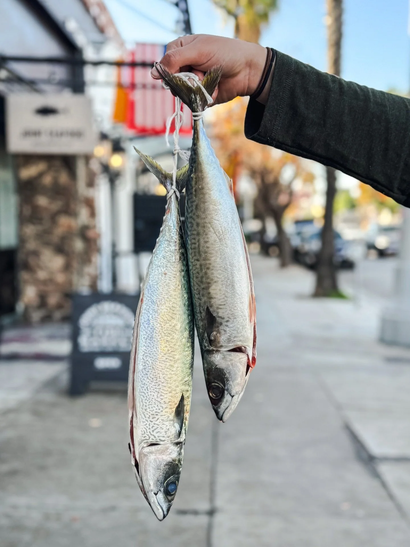 Fresh Saba / Pacific Mackerel ~ rich, bold flavor with balanced sweet and salty notes with a firm and flaky texture. 

Come by Sunday from 12-5pm and we&rsquo;ll grill it on the binchotan for free! 

#saba #mackerel #fishmarket #shermanoaks