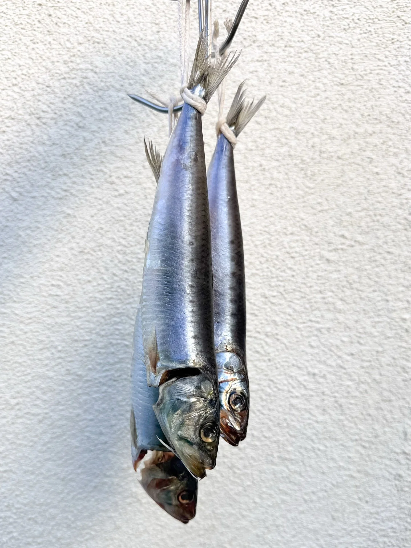 What we&rsquo;re loving this week 

IWASHI / SARDINE - mild, briny and rich; perfect for a quick meal; grill, roast or pan fry 

STEELHEAD - delicate and slightly sweet; try it in a hand roll @uoichiba.la 

BLUEFIN TUNA - buttery, tender and umami in