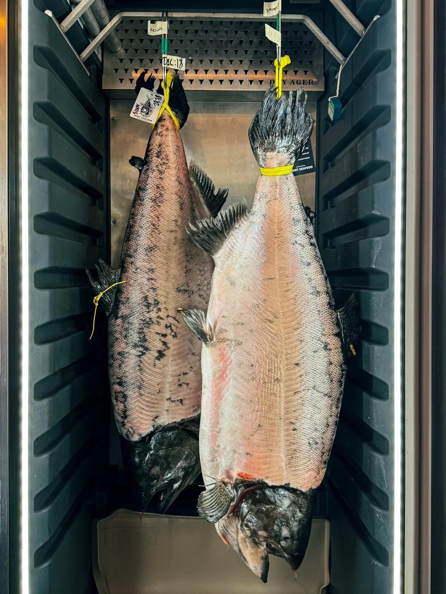 @orakingsalmon Tyee / the king of king salmon, recognized for its massive size, incredible marbling, rich and buttery flavor / often referred to as the &ldquo;Wagyu of the sea&rdquo; 

#orakingsalmon #dryagedfish #tyee #fishmarket