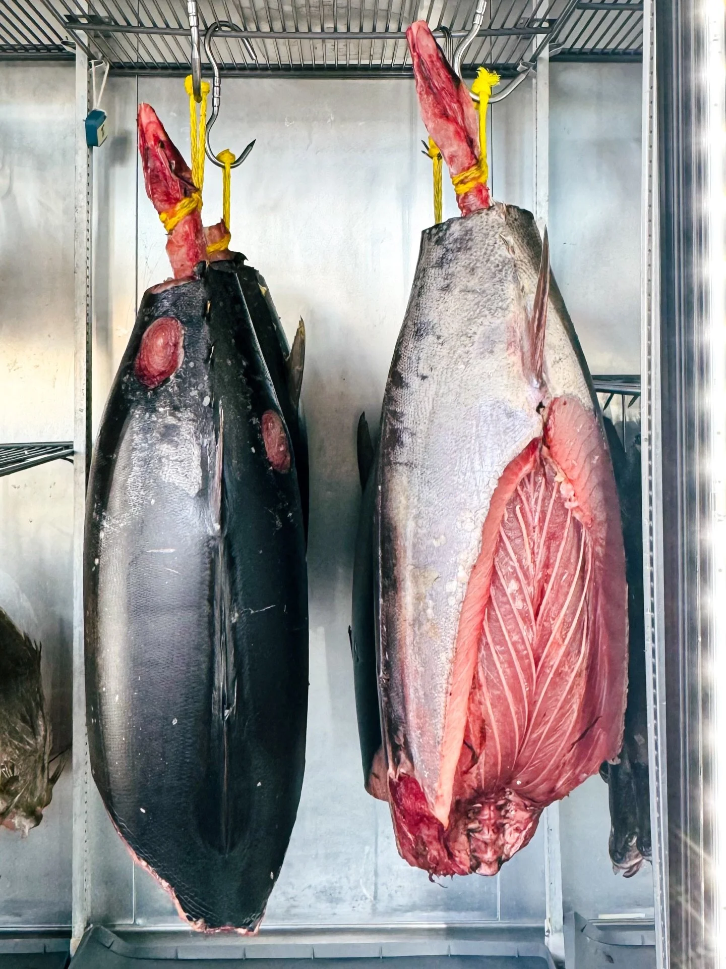 Name that fish! ⤵️ 
Level 🚼 

#dryagedfish #guessthefish #fishmarket #fishmonger #fishpics