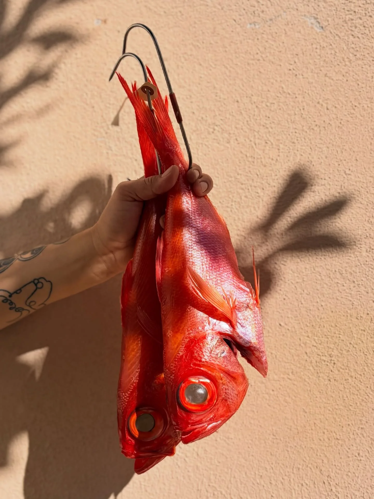 KINMEDAI / a prized fish with sweet ocean flavour and rich umami / best enjoyed simmered (nitsuke), seared (aburi) or steamed 

#kinmedai #goldeneyesnapper #dryagedfish #fishmarket