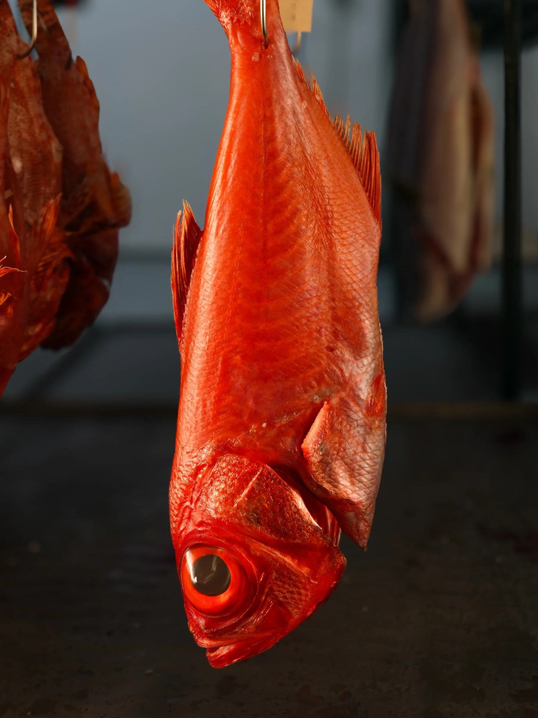 What we&rsquo;re hooked on this week: 

DRY AGED KINMEDAI - Mild, sweet, buttery, and rich with a smooth texture; popular as sashimi, sushi, or simmered on a soy based sauce/broth 

HAND ROLL BENTO FOR ✌️- perfect for date night or Hollywood Bowl pic