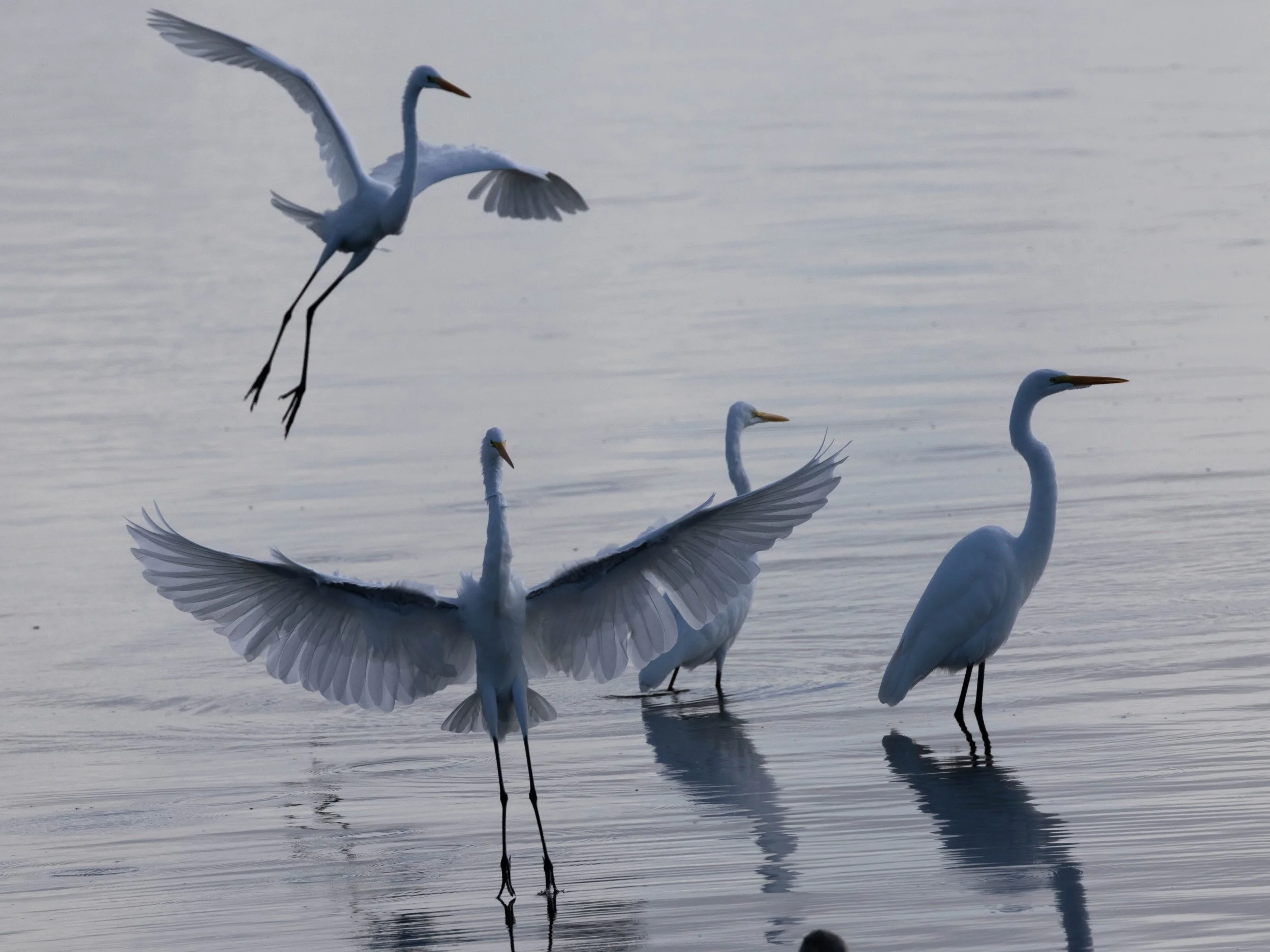 Nature - Birds