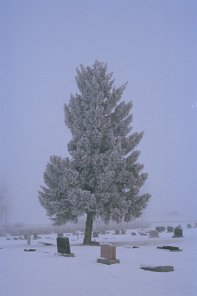 Frost-covered evergreen tree in a snowy cemetery.
