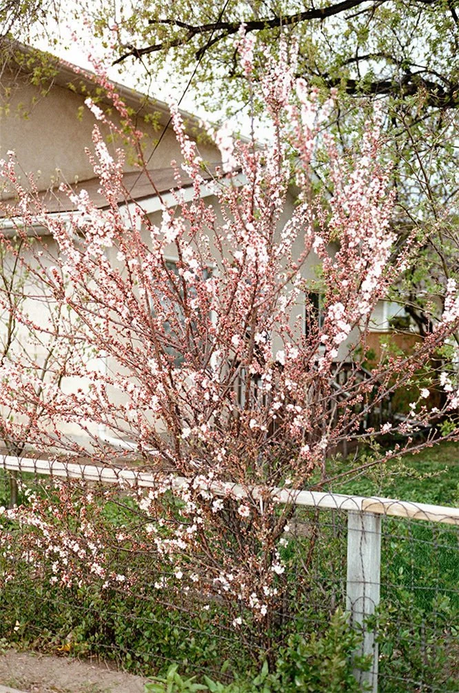 Pink spring blossoms along a wire fence.