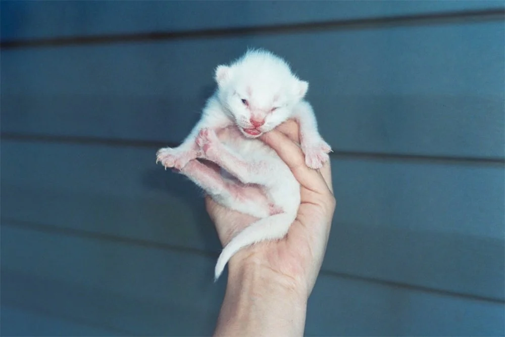 Hand holding a tiny white kitten against blue siding.