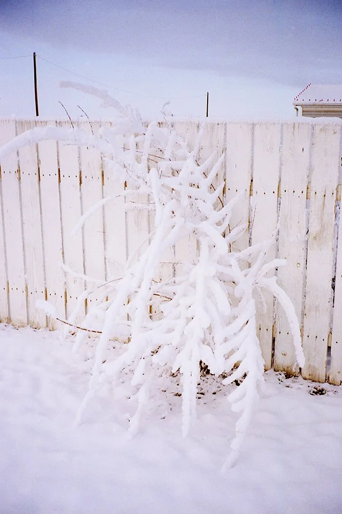 Snow-covered branches against a white fence.
