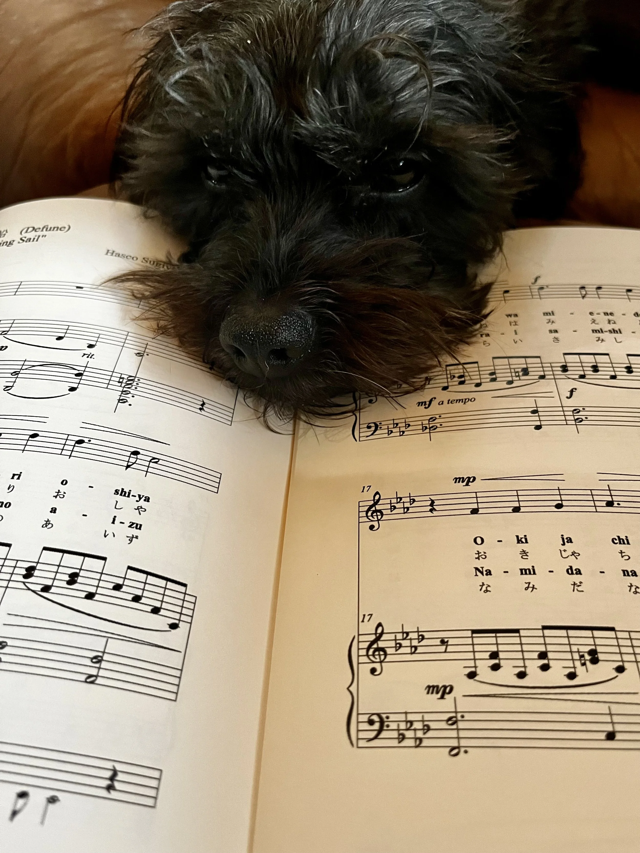 Image of a small dog with his head on a vocal score