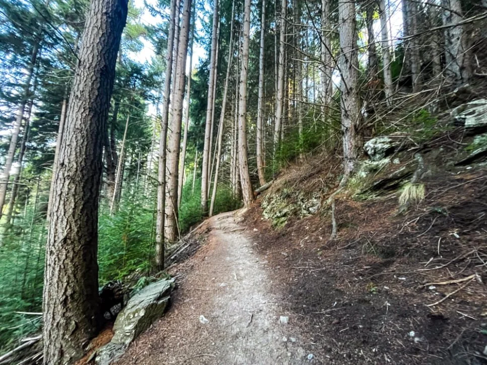 bosque en la ruta Tiki Trail camino a la base Skyline Gondola