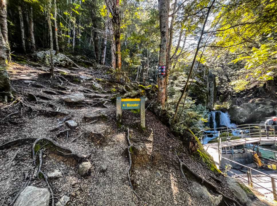 letrero que dice ruta en pleno bosque