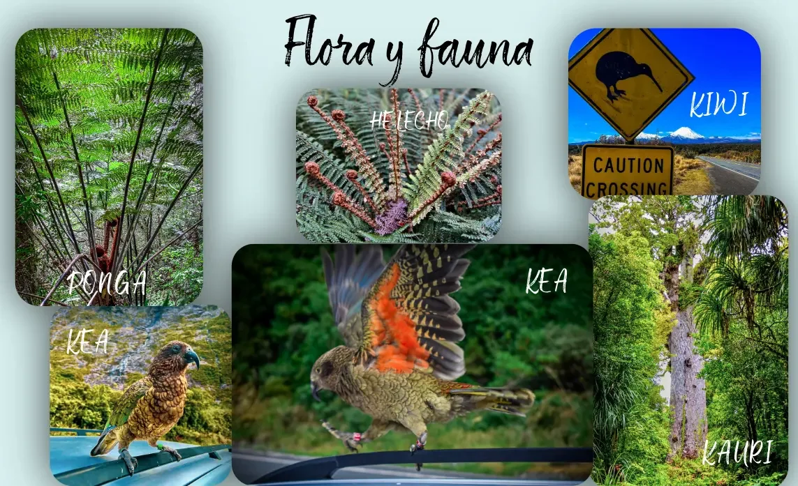 flora y fauna endemica de Nueva Zelanda, Kea, kiwi, Kauri y el Helecho