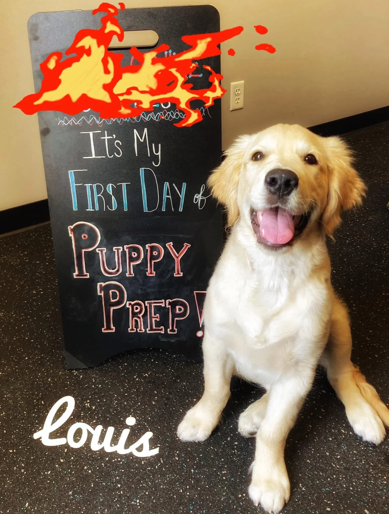 A happy golden retriever puppy sitting in front of a black chalkboard sign that reads 'It's My First Day of Puppy Prepp!' in colorful chalk. There is a fire graphic drawn on the upper part of the image, partially covering the sign. The puppy has tan 