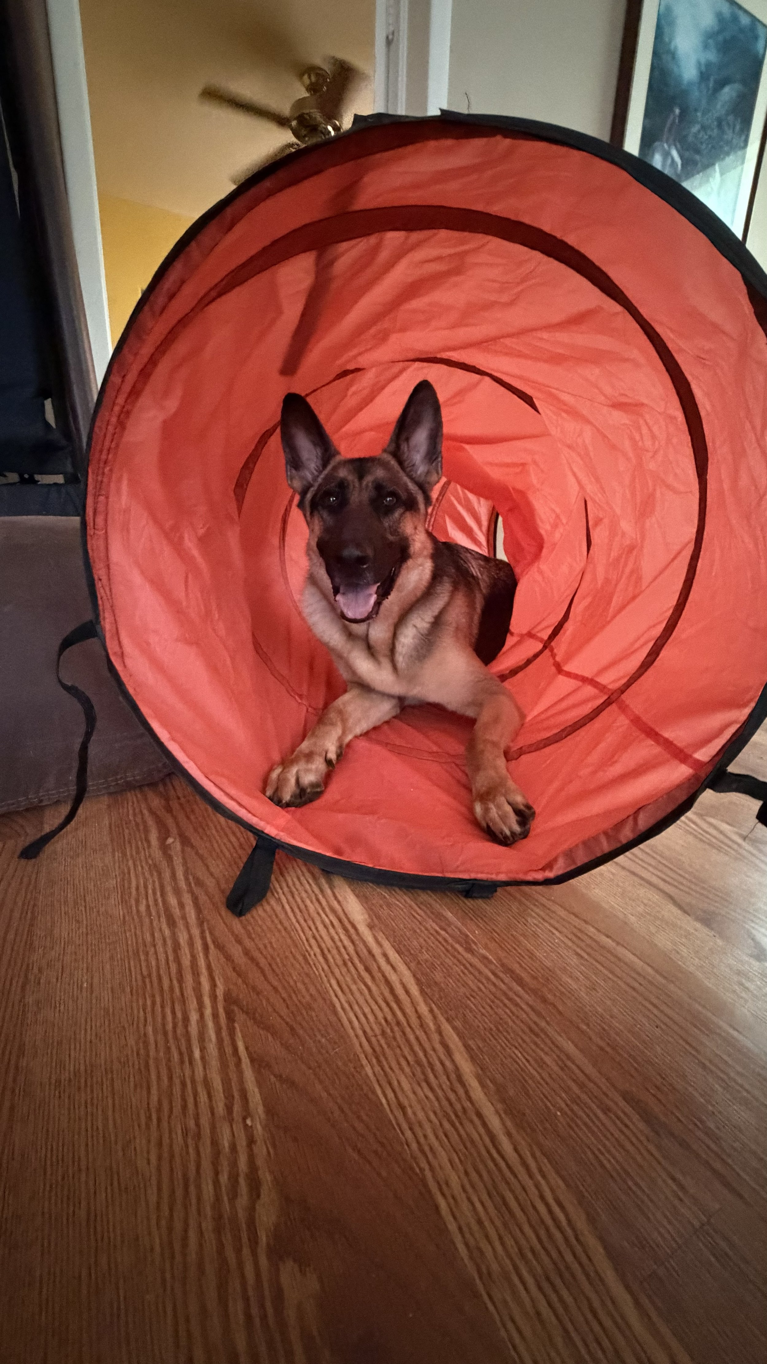 A dog sitting inside a red portable tunnel on a wooden floor.