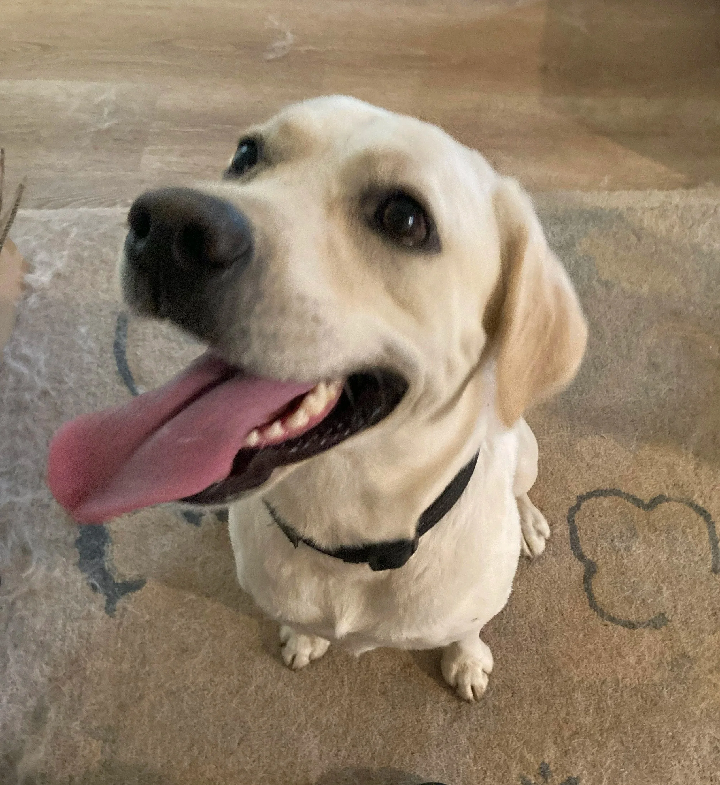 Close-up of a Labrador Retriever puppy with a black nose and expressive eyes, sitting on a carpeted floor with a playful tongue and smiling expression.