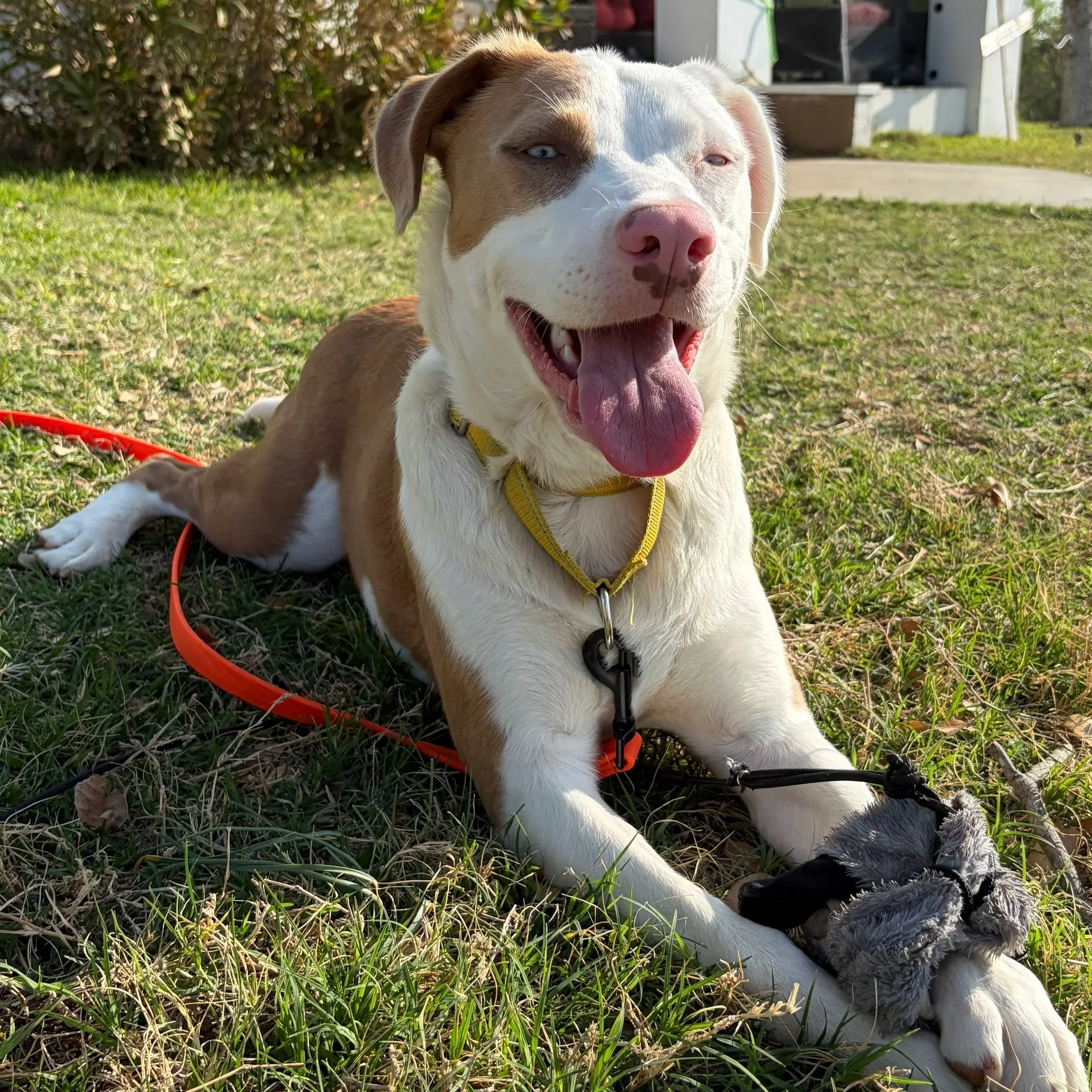 A happy brown and white puppy with blue eyes lying in the grass with a smaller black and white puppy next to it. The background shows a bush, a concrete path, and a lawn.