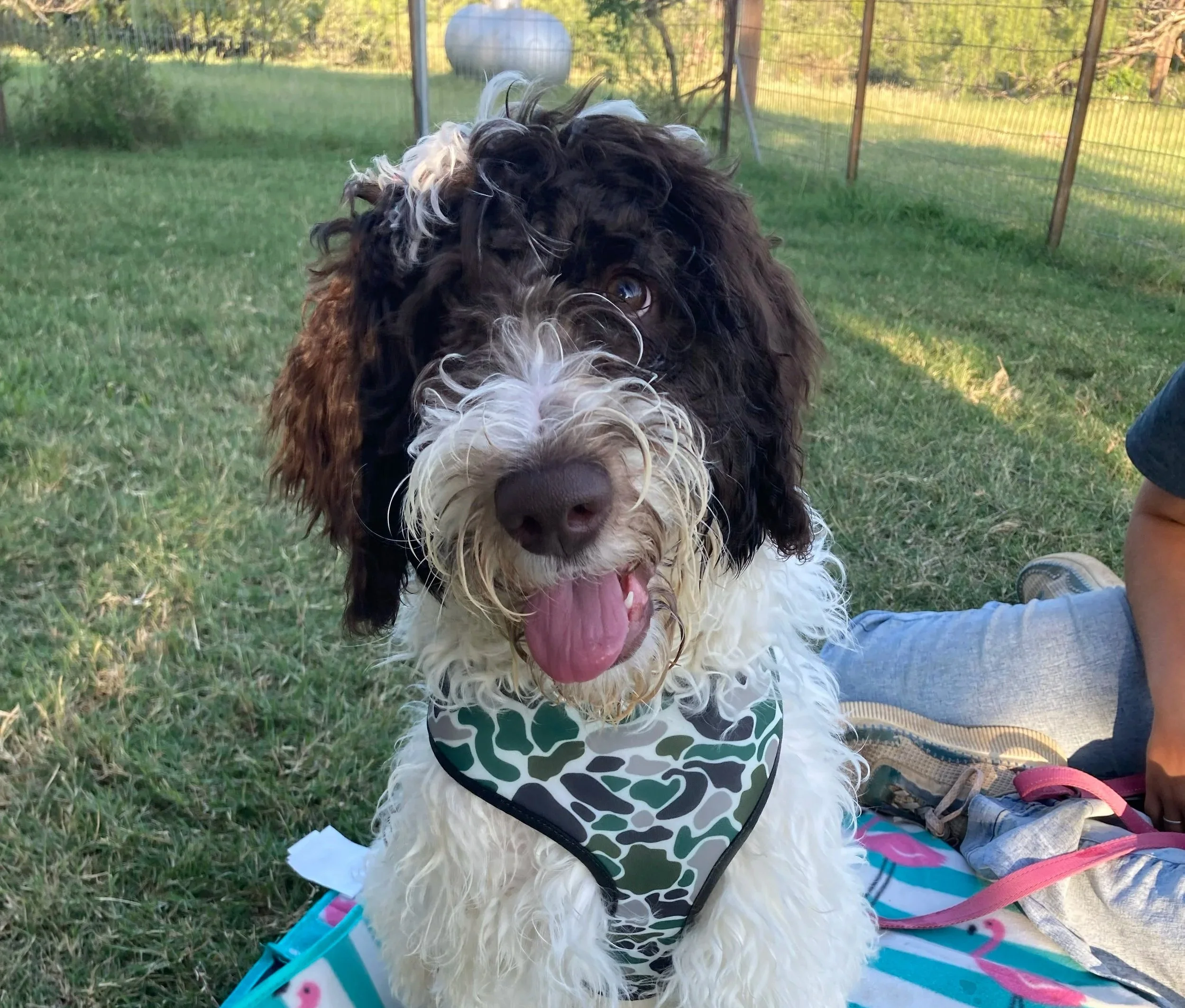 A curly-haired dog with black and white fur, wearing a camouflage-patterned bandana, sitting on a blanket outdoors in a grassy yard with a fenced area and trees in the background.