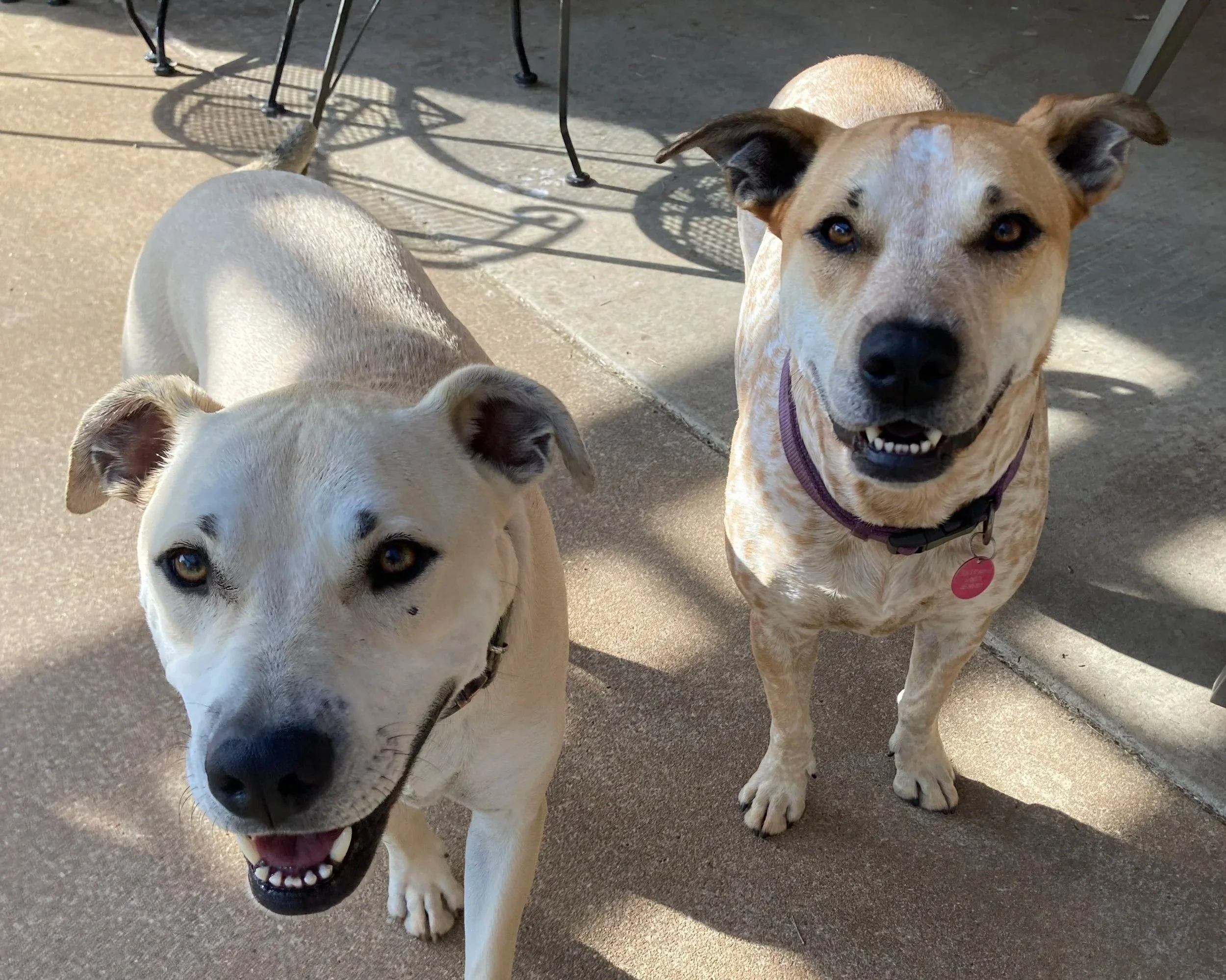 Close-up of two dogs with one showing teeth, on a concrete patio with shadows of chairs and table in the background.
