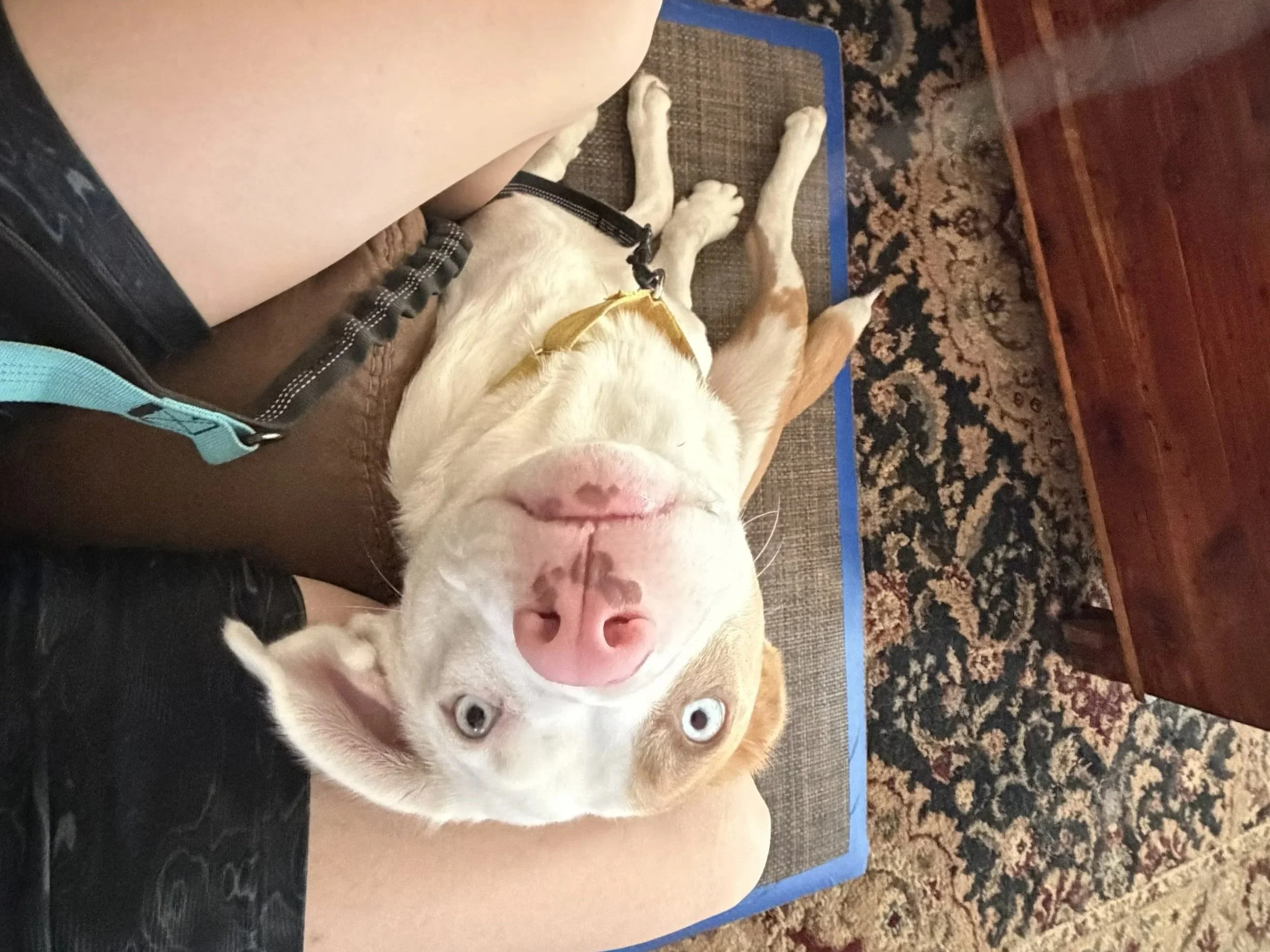 A white and light brown dog with blue eyes lying on a patterned rug, resting its head on a person's lap, who is sitting on a piece of furniture, with part of their black shorts and a blue leash visible.