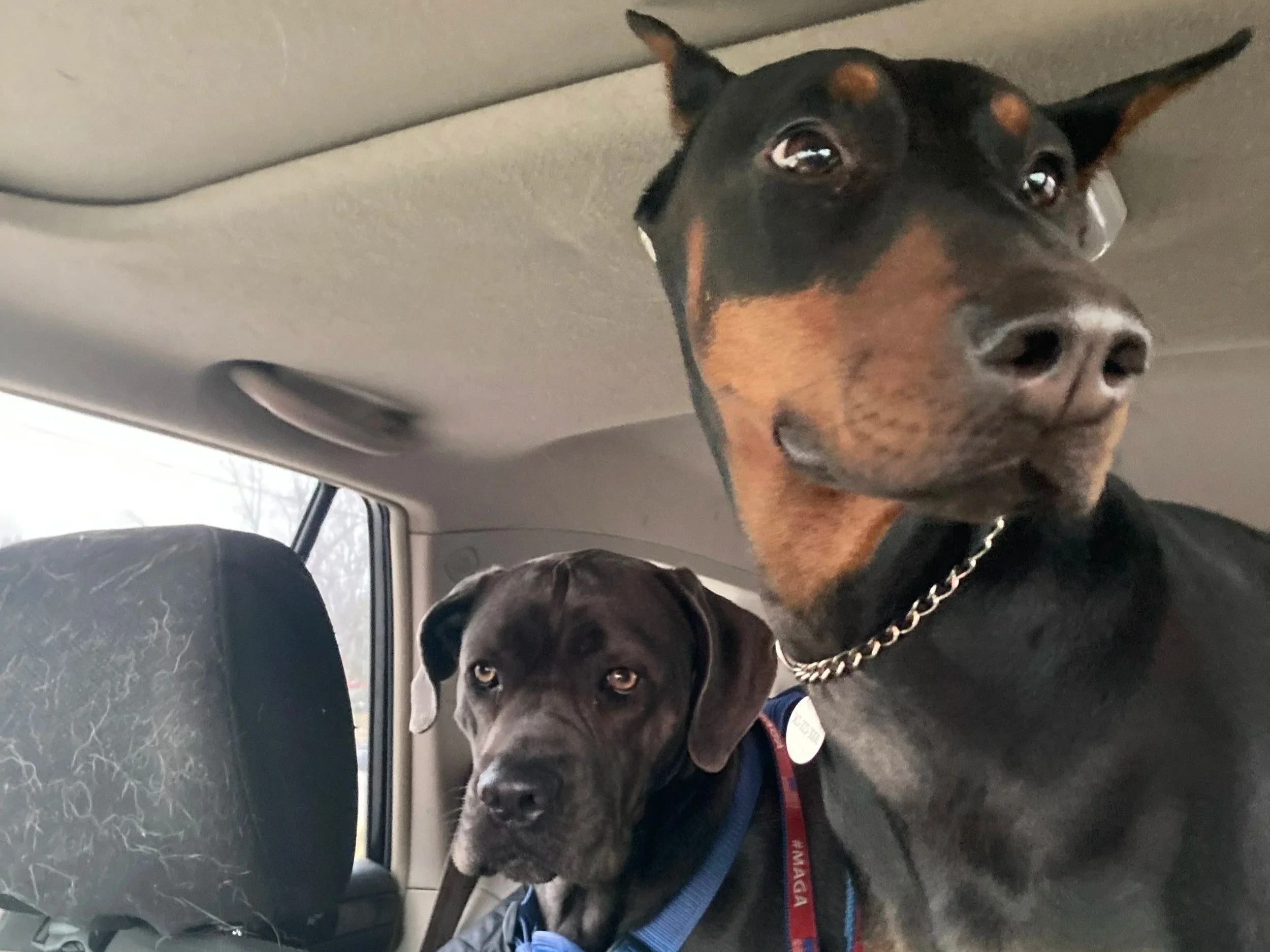 Two dogs sitting side by side in the backseat of a vehicle, with a gray car interior and windows visible in the background. The front dog is a black and tan Doberman wearing a chain collar, and the dog below is a gray or brindle French Bulldog.