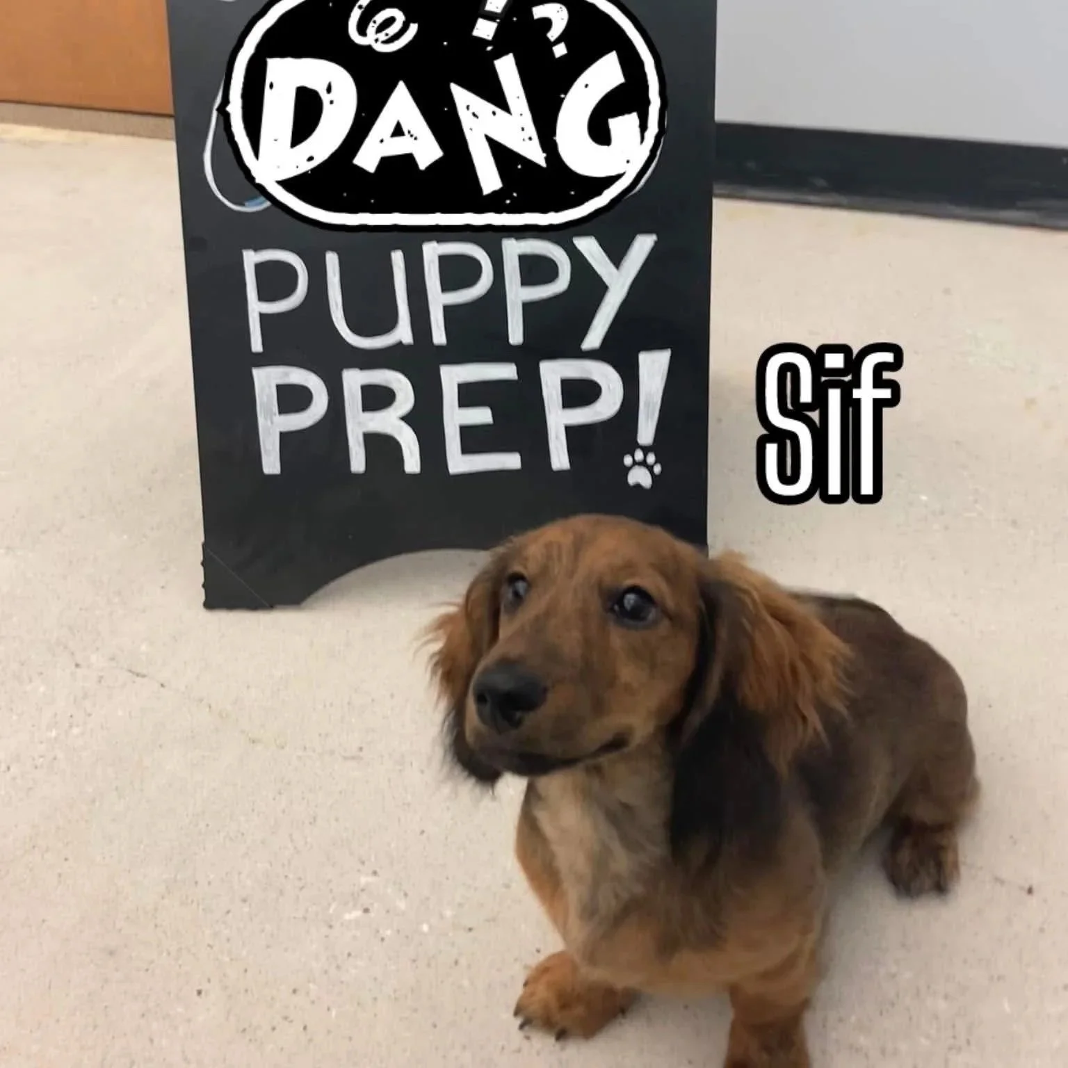A cute brown puppy with long ears lying on a beige carpet in front of a black chalkboard sign that says 'Puppy Prepp' and a sticker with the word 'Stiff' on it. The puppy is looking at the camera.