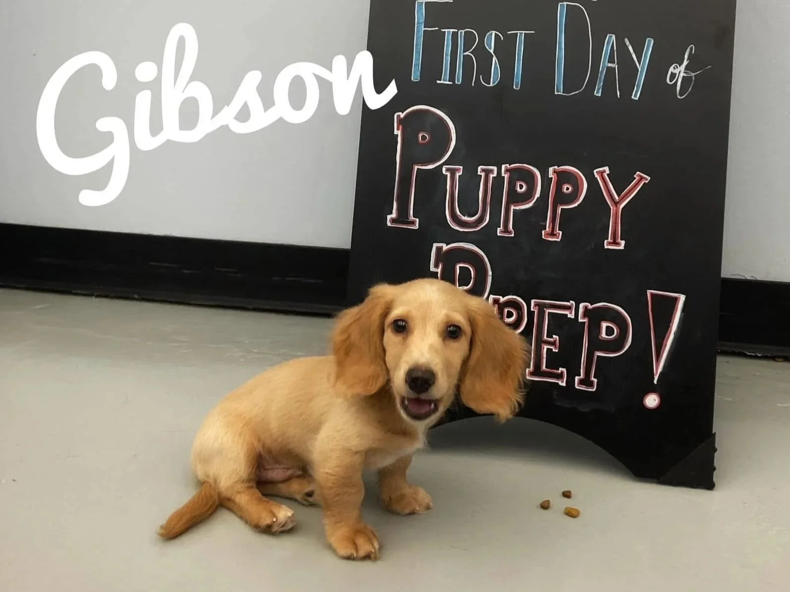 A happy puppy sitting on the floor in front of a black chalkboard sign that says 'First Day of Puppy Prep!' with colorful hand-drawn letters, and some scattered dog food pellets near the puppy.