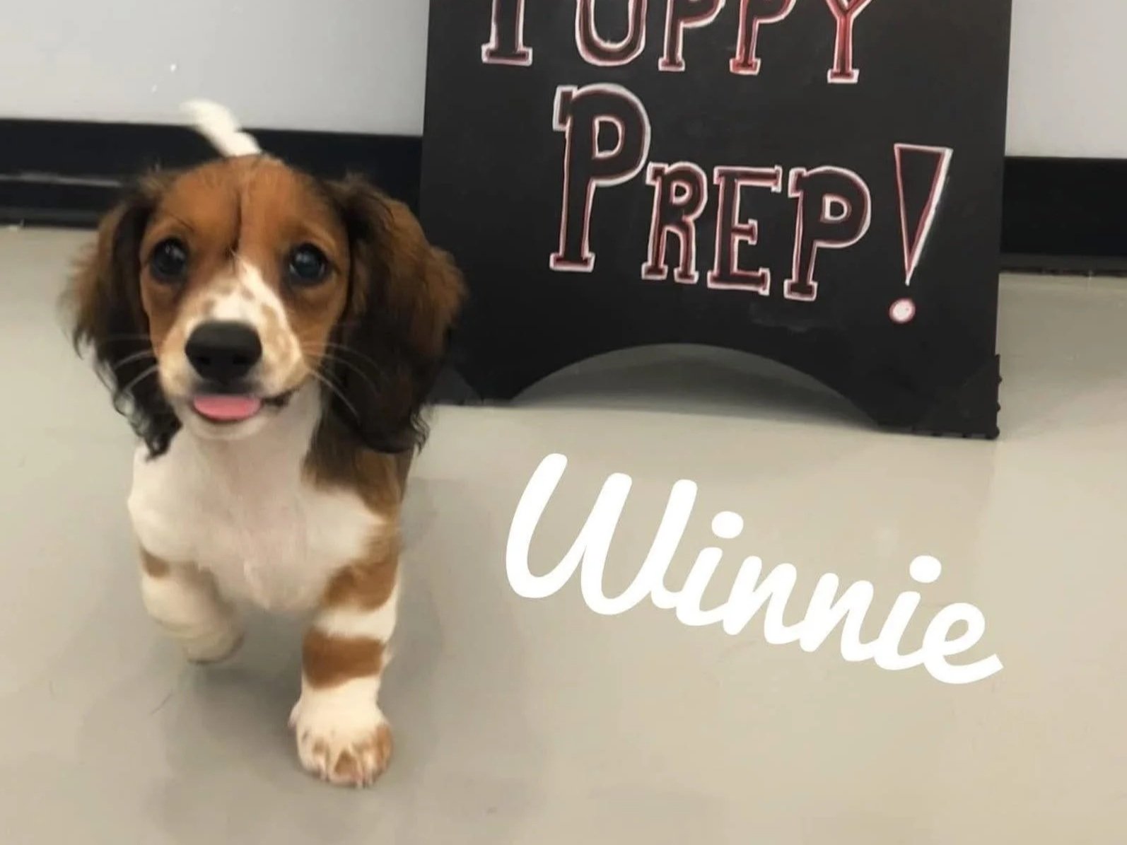 A cute brown and white puppy with floppy ears and a little tongue sticking out, standing on a light-colored floor in front of a sign that says "Toppy Prep!" and the name "Winnie" written in white script.