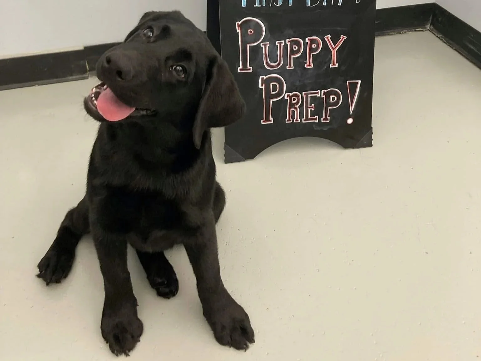 A black puppy sitting on a light-colored floor with a playful expression, tongue out, next to a blackboard sign that reads "First Day Puppy Prep!" in colorful lettering.