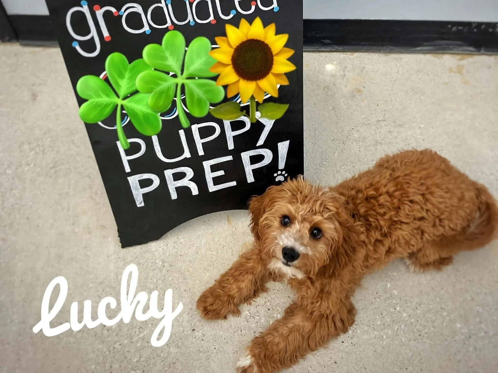 A small brown dog with curly fur lying on a gray concrete floor next to a decorative sign featuring a sunflower and green four-leaf clovers with the words 'gratitude' and 'happy' partially visible.