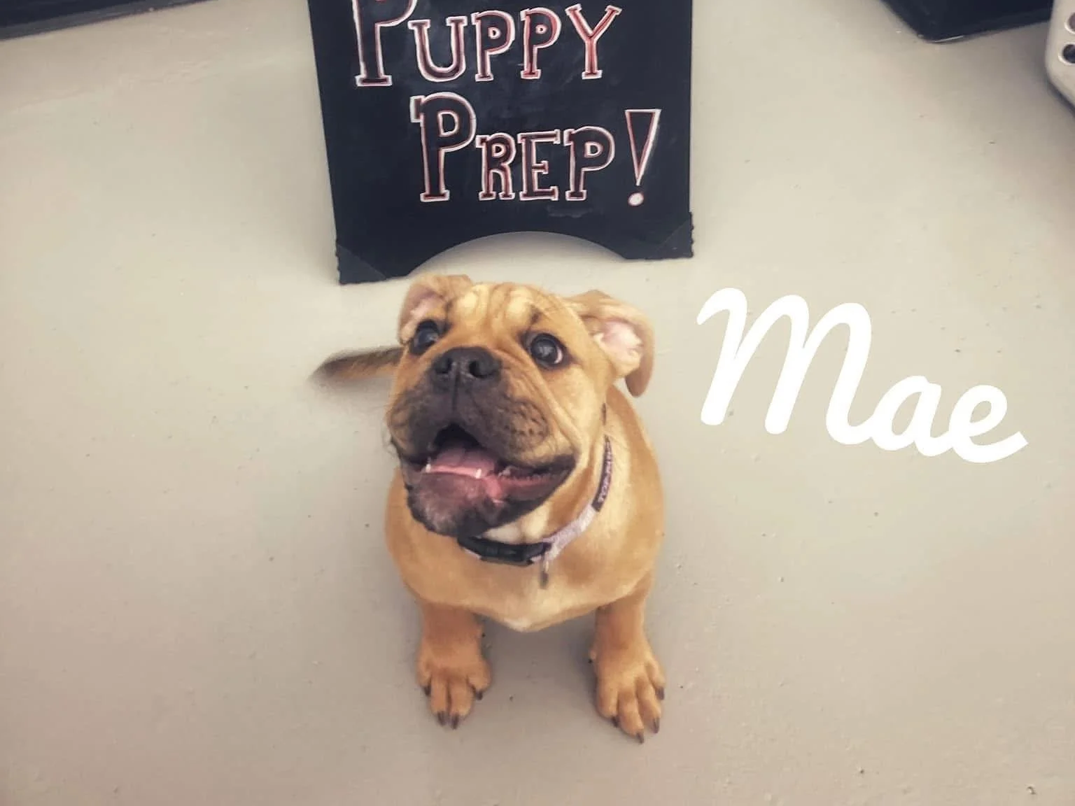 A smiling tan French Bulldog puppy with a pink leash sitting on a gray floor in front of a black chalkboard sign that says "Puppy Prep!" in pink outlined letters. The word "Mae" is written in white cursive next to the puppy.