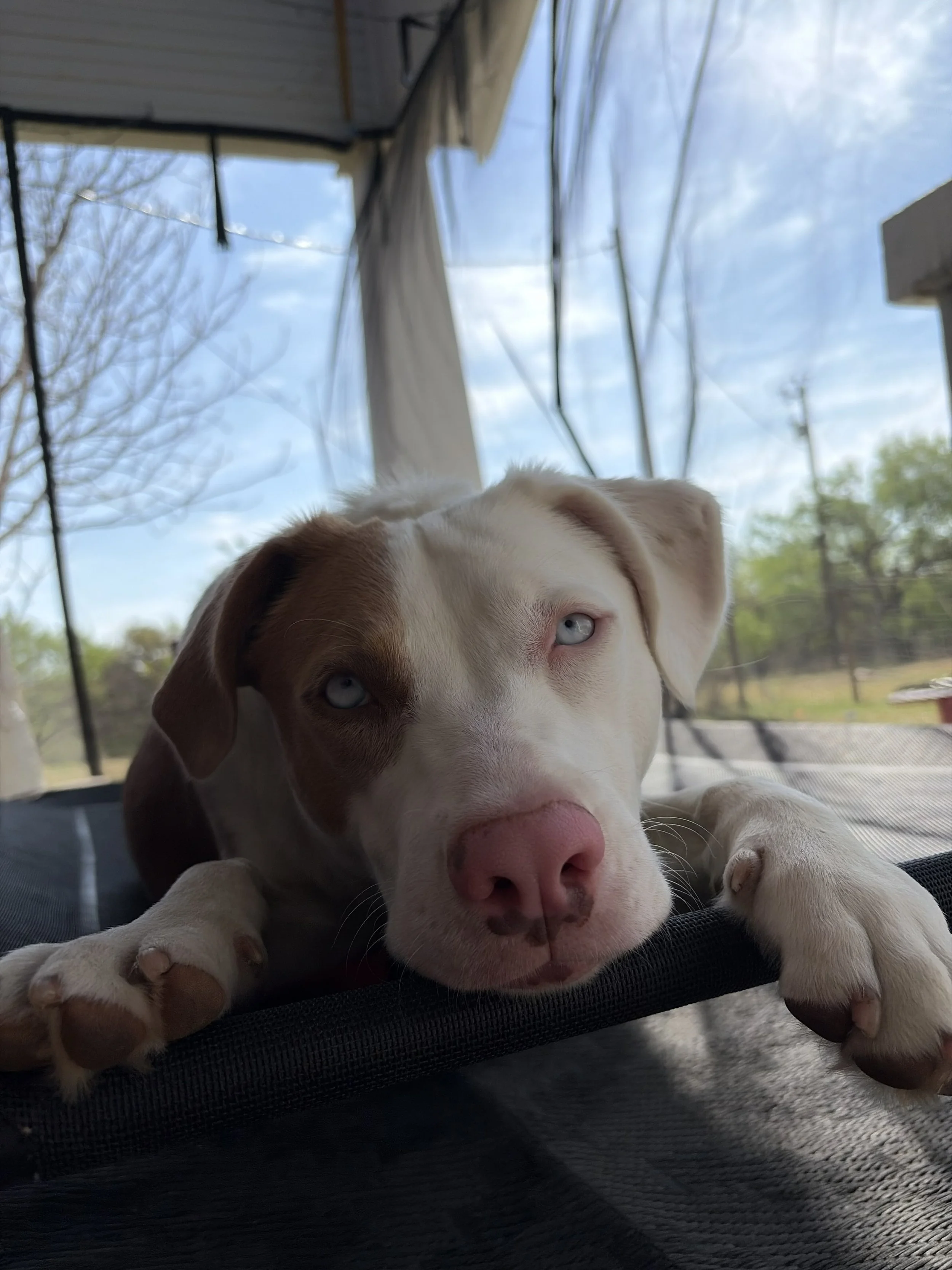 Close-up of a white and brown puppy with blue eyes lying down outdoors on a black surface, with a background of trees, a wooden structure, and a cloudy sky.