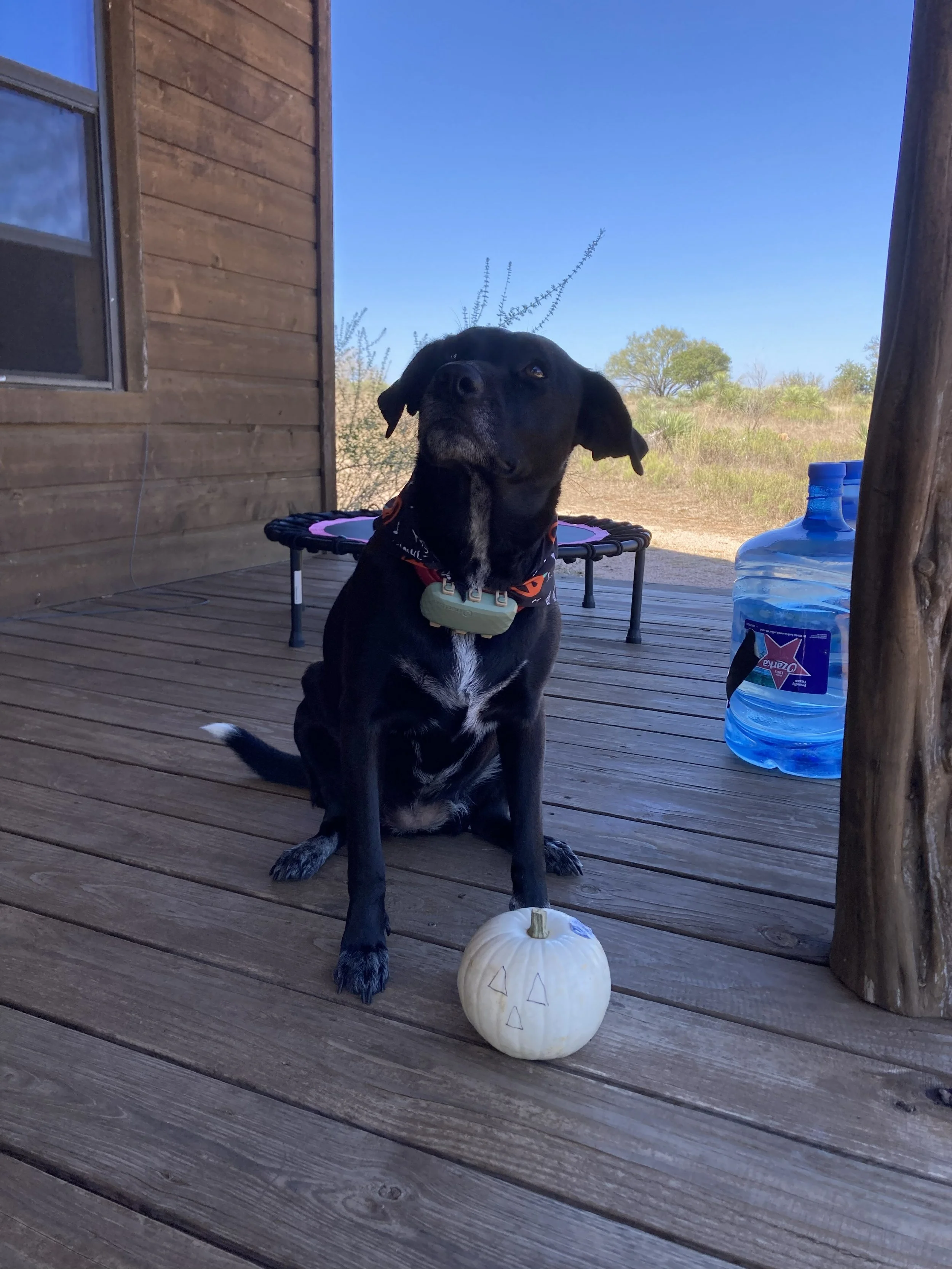 A black dog sitting on a wooden porch with a small white pumpkin in front of it, a large water jug to the right, and a purple trampoline in the background. The setting is outdoors with trees and a clear blue sky.