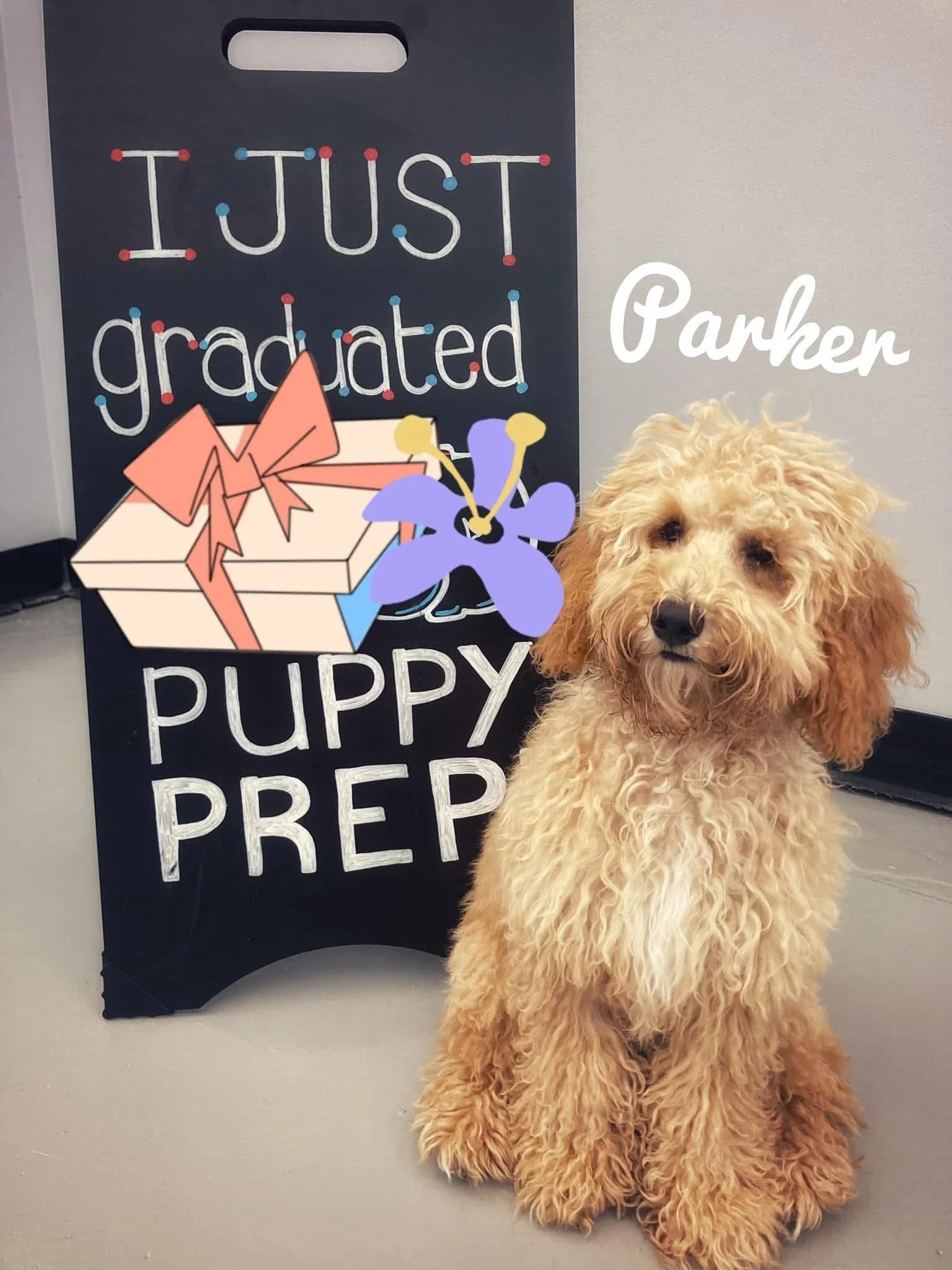 A fluffy, curly-haired puppy sitting in front of a chalkboard sign with colorful decorations and the words 'Just graduated puppy prep' written on it.