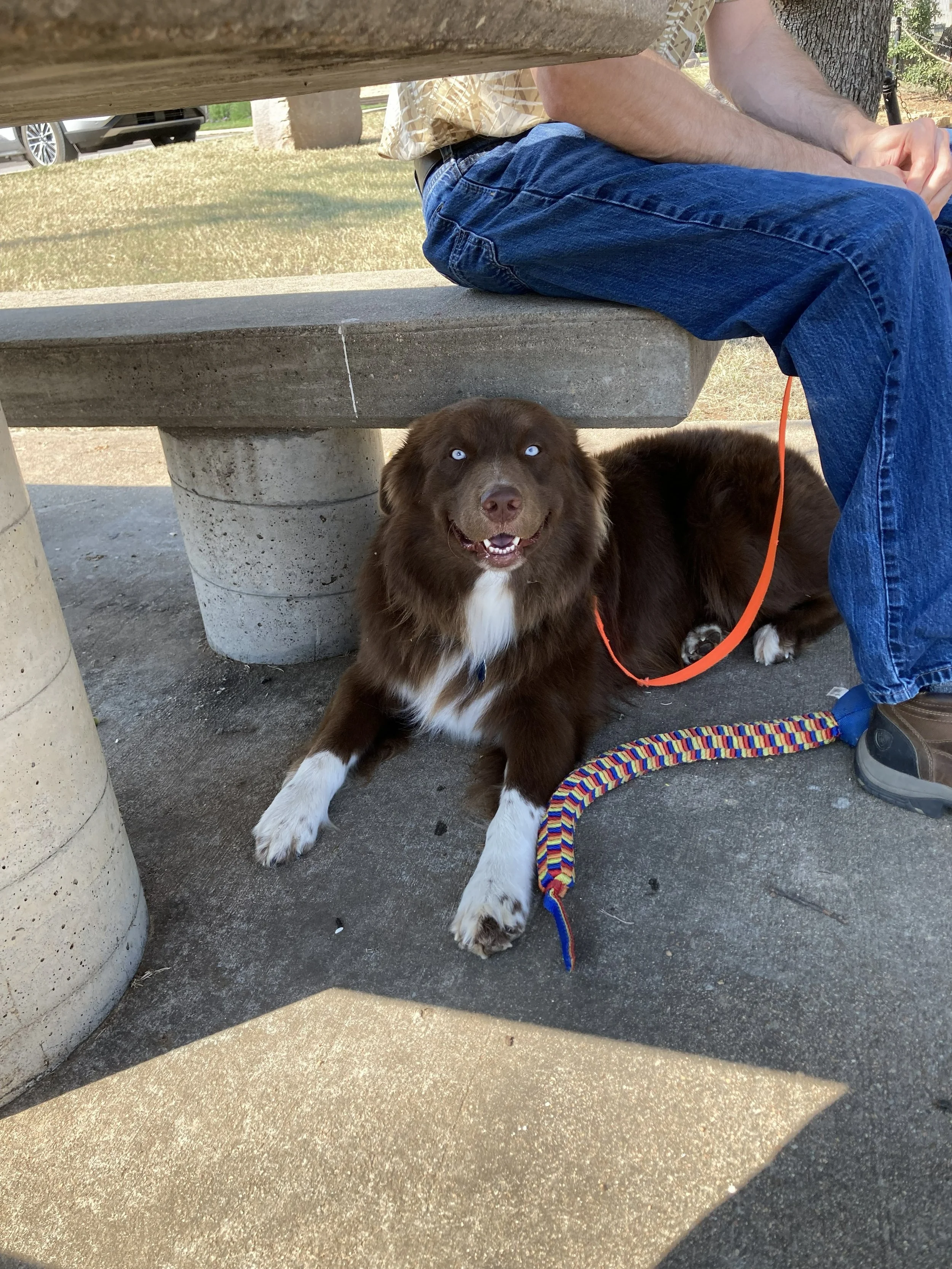 A brown and white dog with blue eyes sitting underneath a concrete picnic table. The dog is on a colorful striped leash, and a person's legs are visible sitting on the bench above.