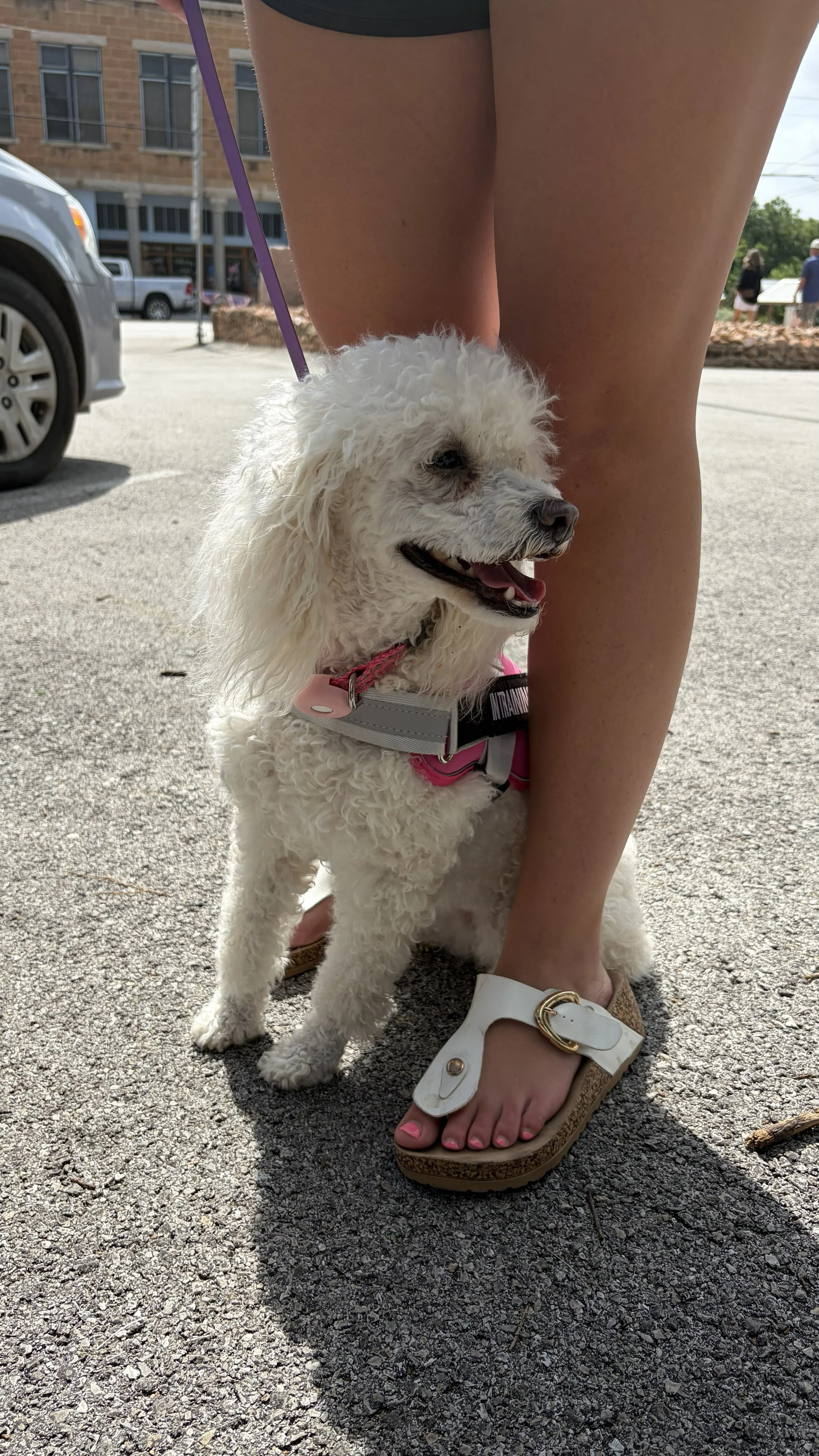 A white curly-haired dog with a pink collar standing on pavement, supported by a person's leg and foot wearing a white sandal with a gold buckle.