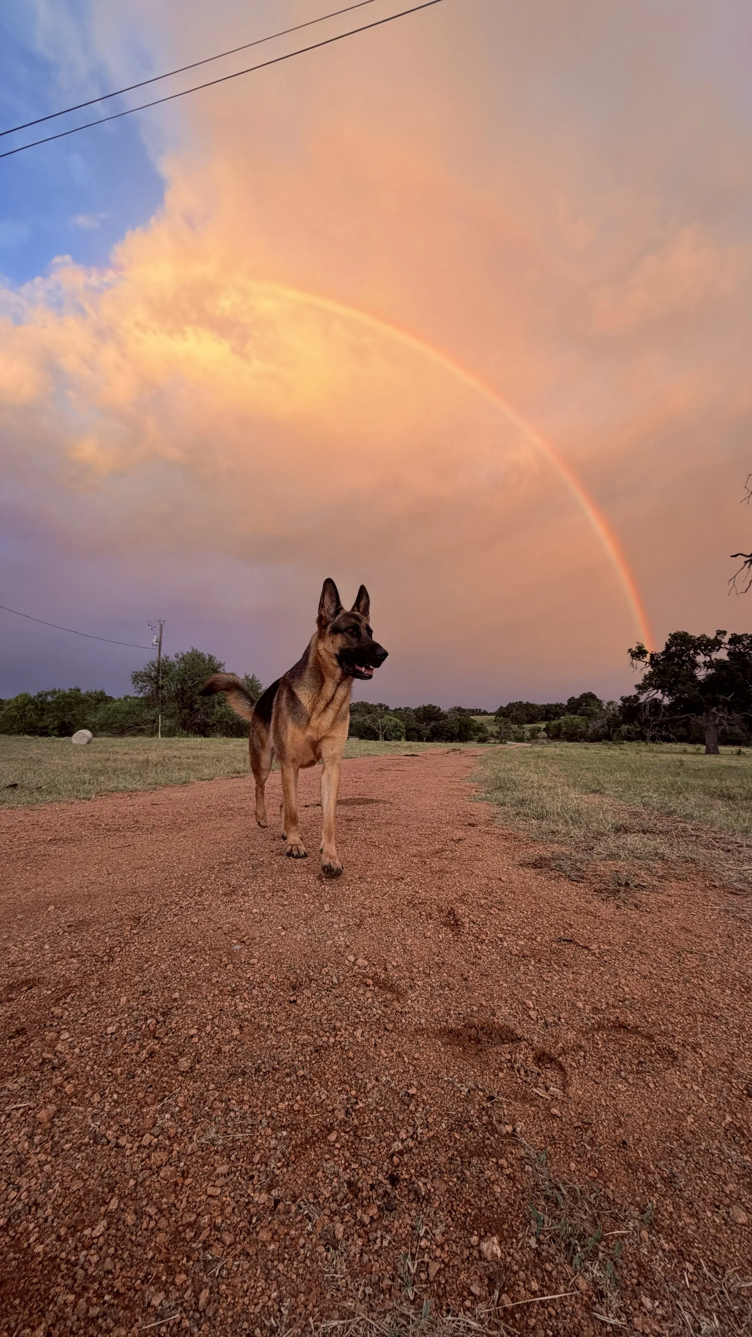 A German Shepherd dog standing on a dirt path in a rural area with trees and grass, under a colorful sky with a rainbow and clouds.