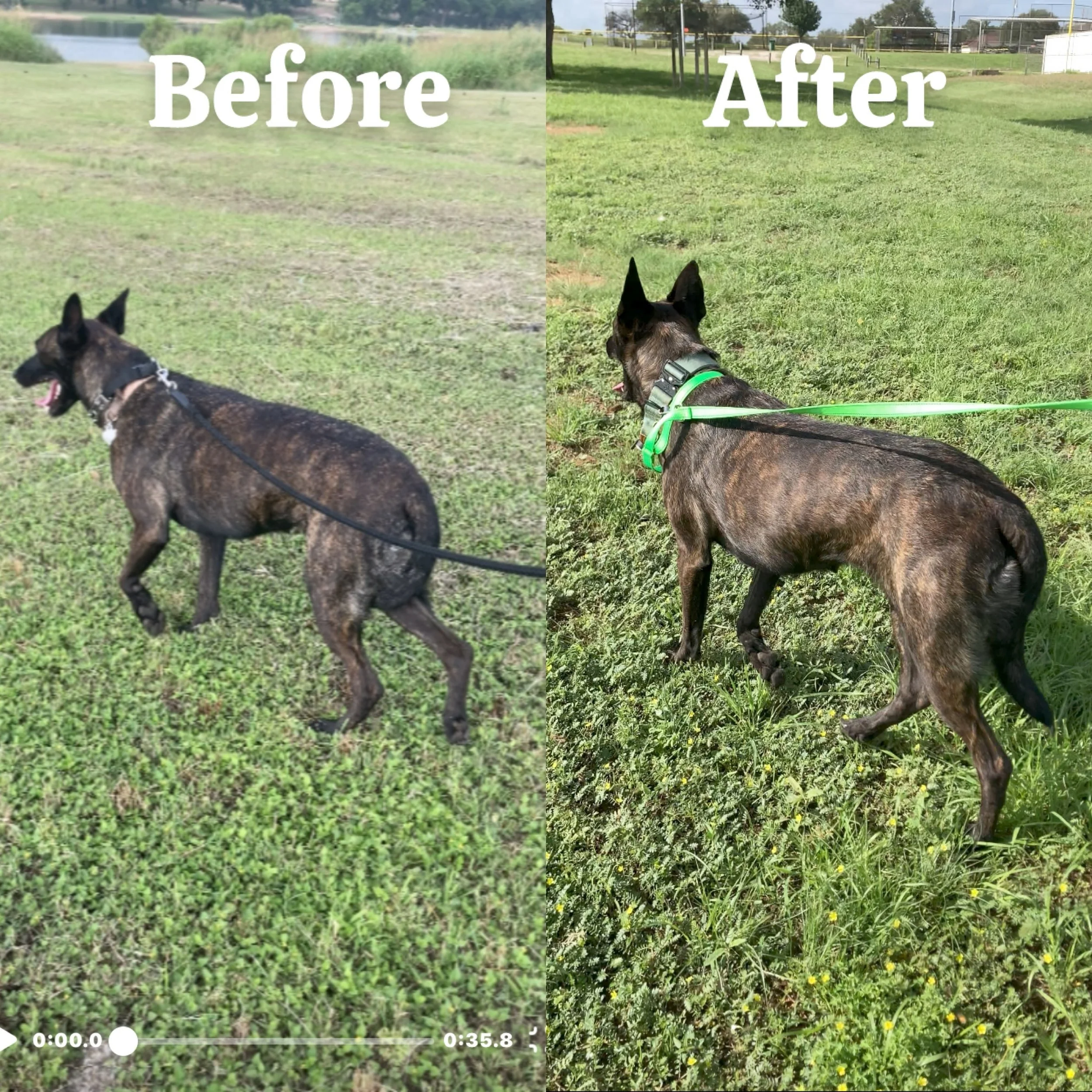 Side-by-side comparison of a grassy park area before and after landscaping or maintenance, with a dog in the foreground, and the words 'Before' written on the left side and 'After' on the right side.