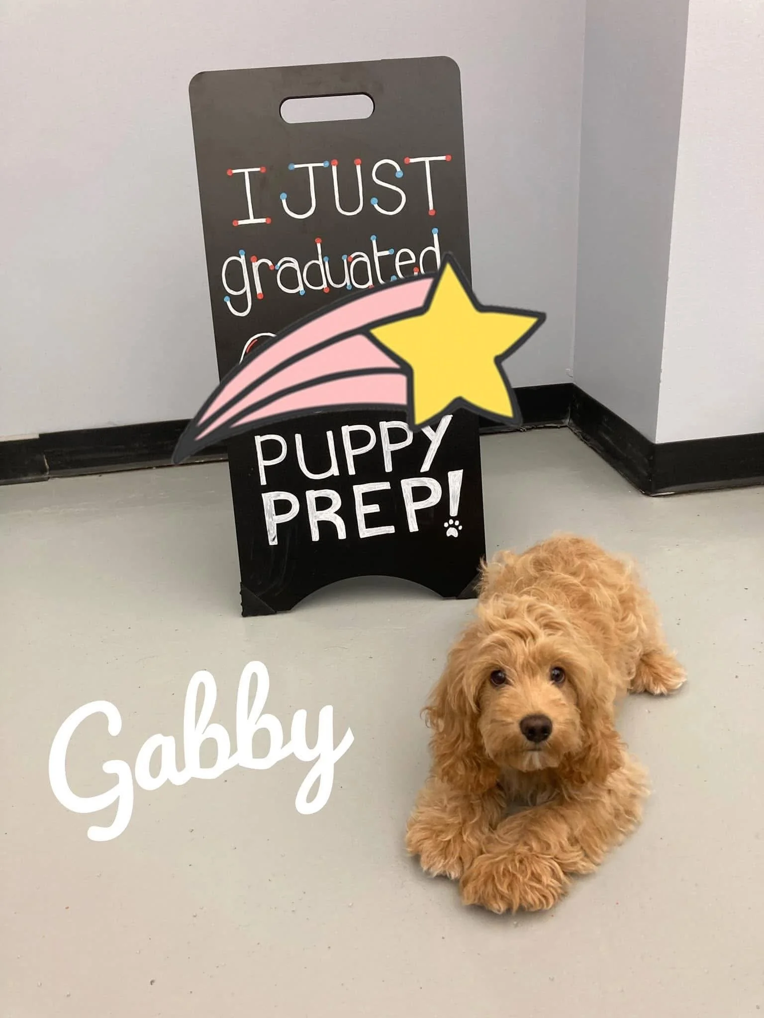 A small, curly-haired, light brown puppy sitting on a light-colored floor in front of a wall. Behind the puppy, there are decorative signs that say 'I just graduated' with a yellow star and a pink shooting star, and 'Puppy Preppy!'. Part of a large, 