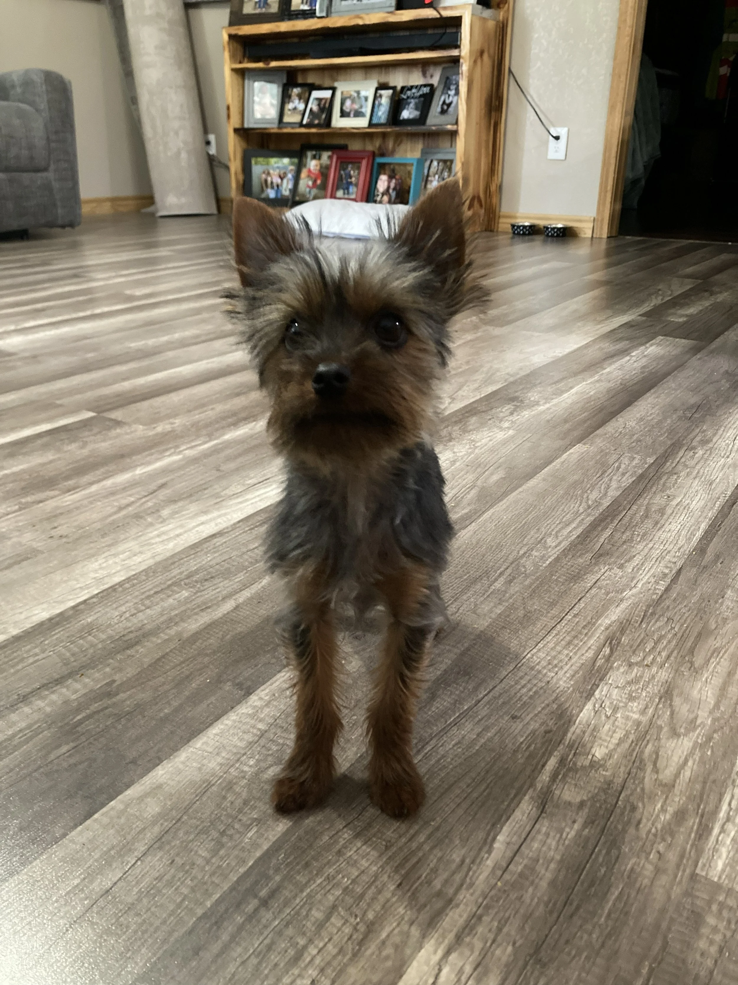 A small puppy with fluffy brown and black fur walking towards the camera on a wood floor inside a house.