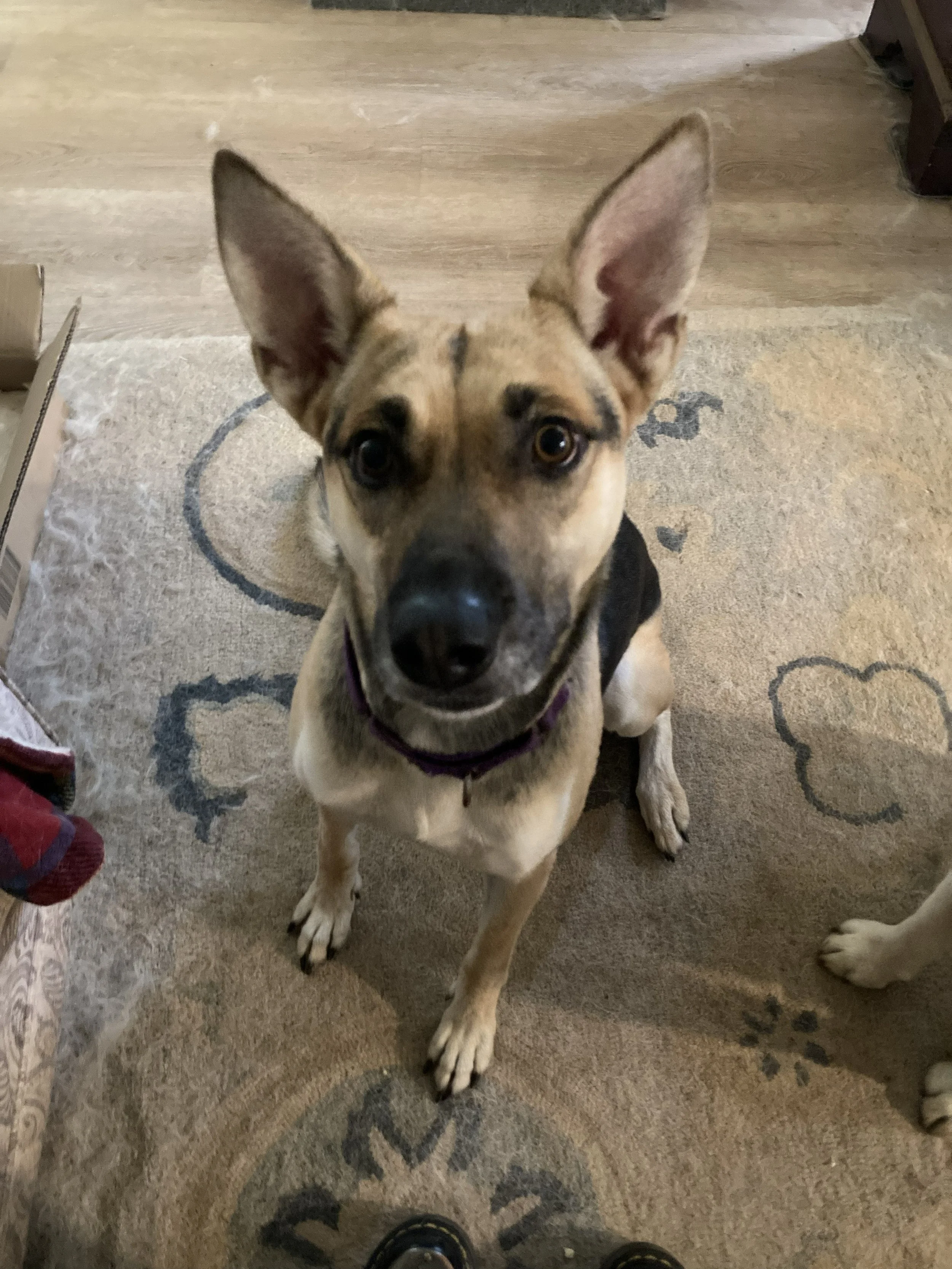 A young dog with large ears, light brown and black fur, sitting on a patterned carpet, looking up at the camera with an alert expression.