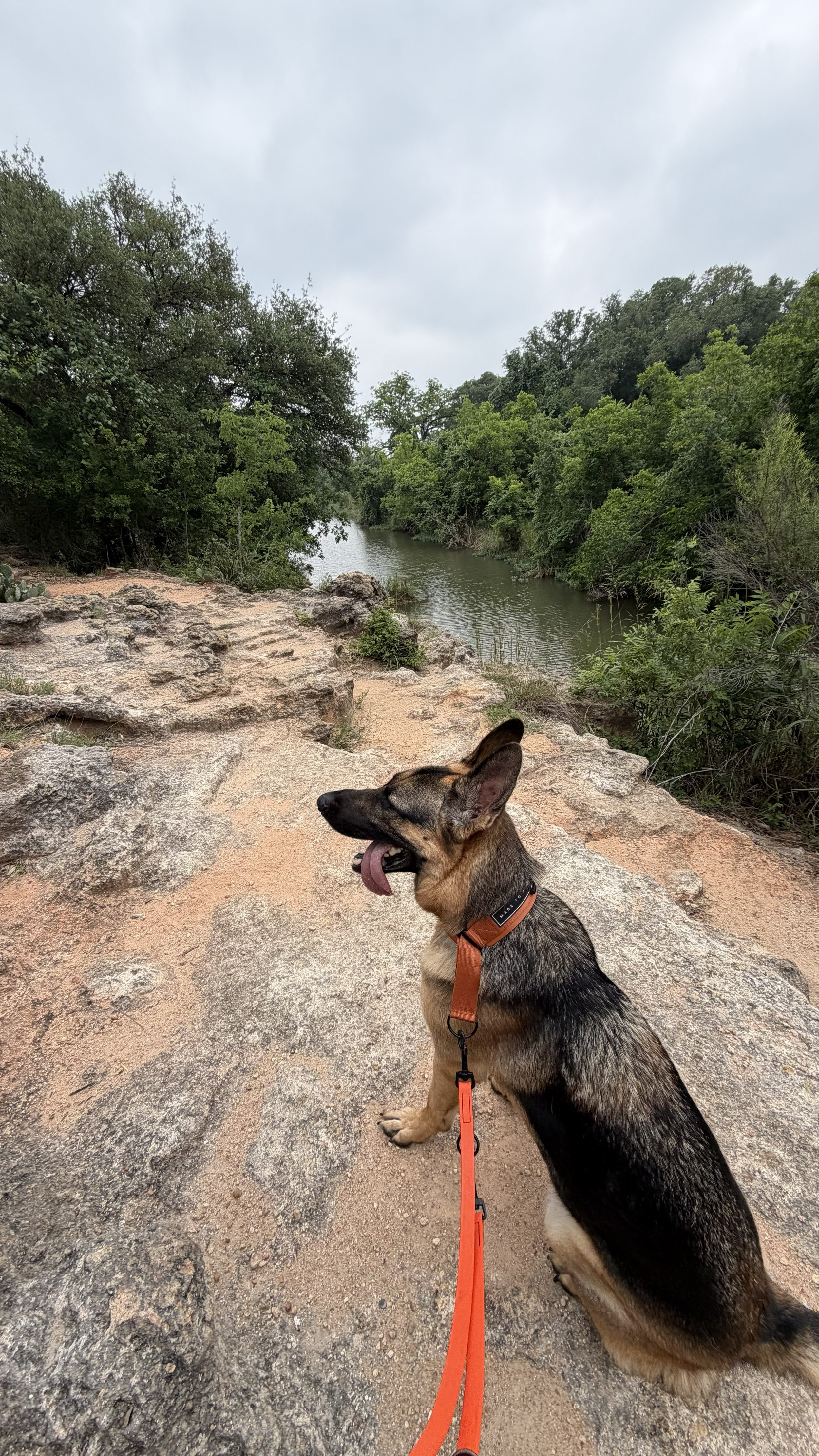 A dog sitting on rocky ground near a river, surrounded by lush green trees, with an overcast sky.