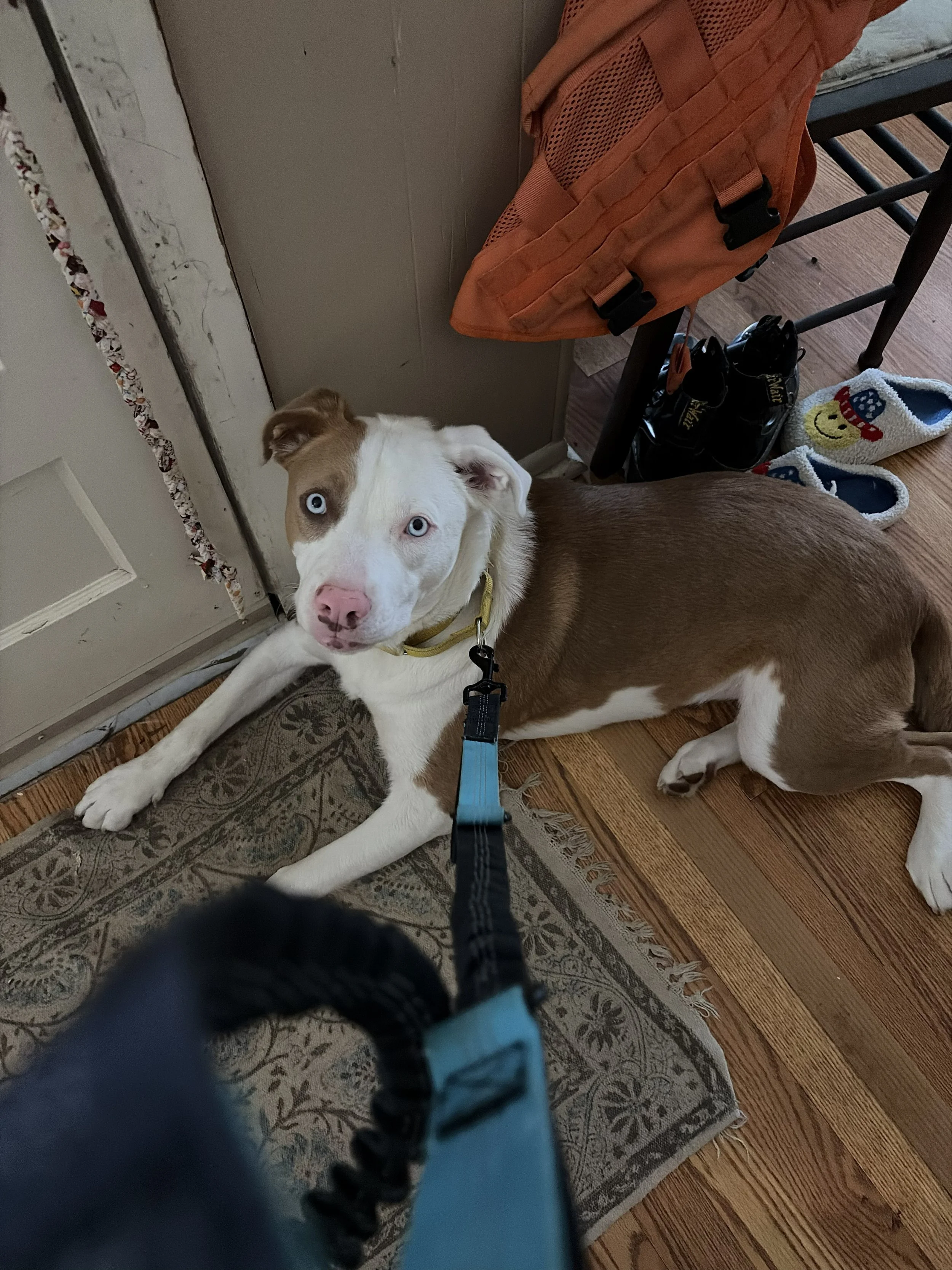 A dog with blue eyes lying on the floor next to a door, looking up at the camera. The dog has a white face with a pink nose and tan fur on its body. There are shoes and a backpack nearby, and slippers with smiley faces on them on a wooden floor.