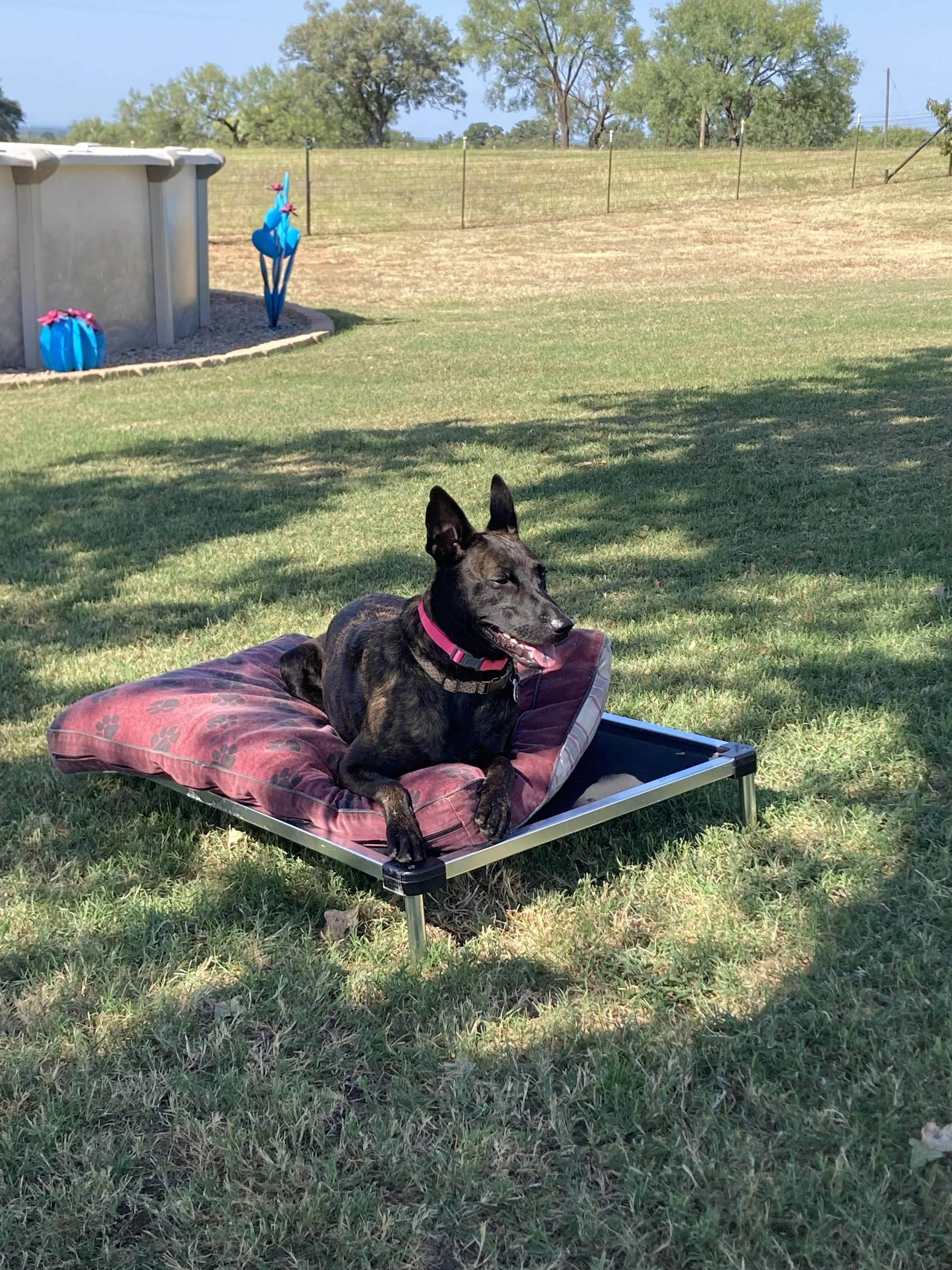 Black and brown dog resting on a pink pillow on a low camping cot in a grassy yard with trees and a chain-link fence in the background.