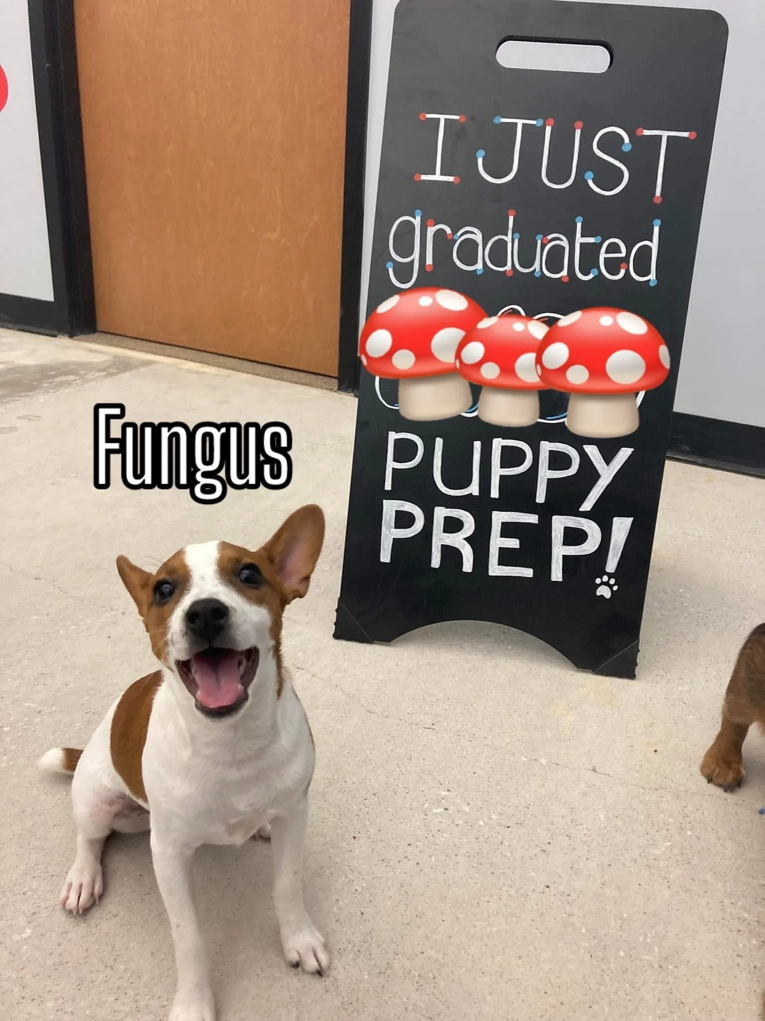 A smiling dog with brown and white fur sitting on a beige carpet next to a blackboard sign with mushroom illustrations and text that reads, 'I JUST graduated puppy prep!' in a room with a wooden door.