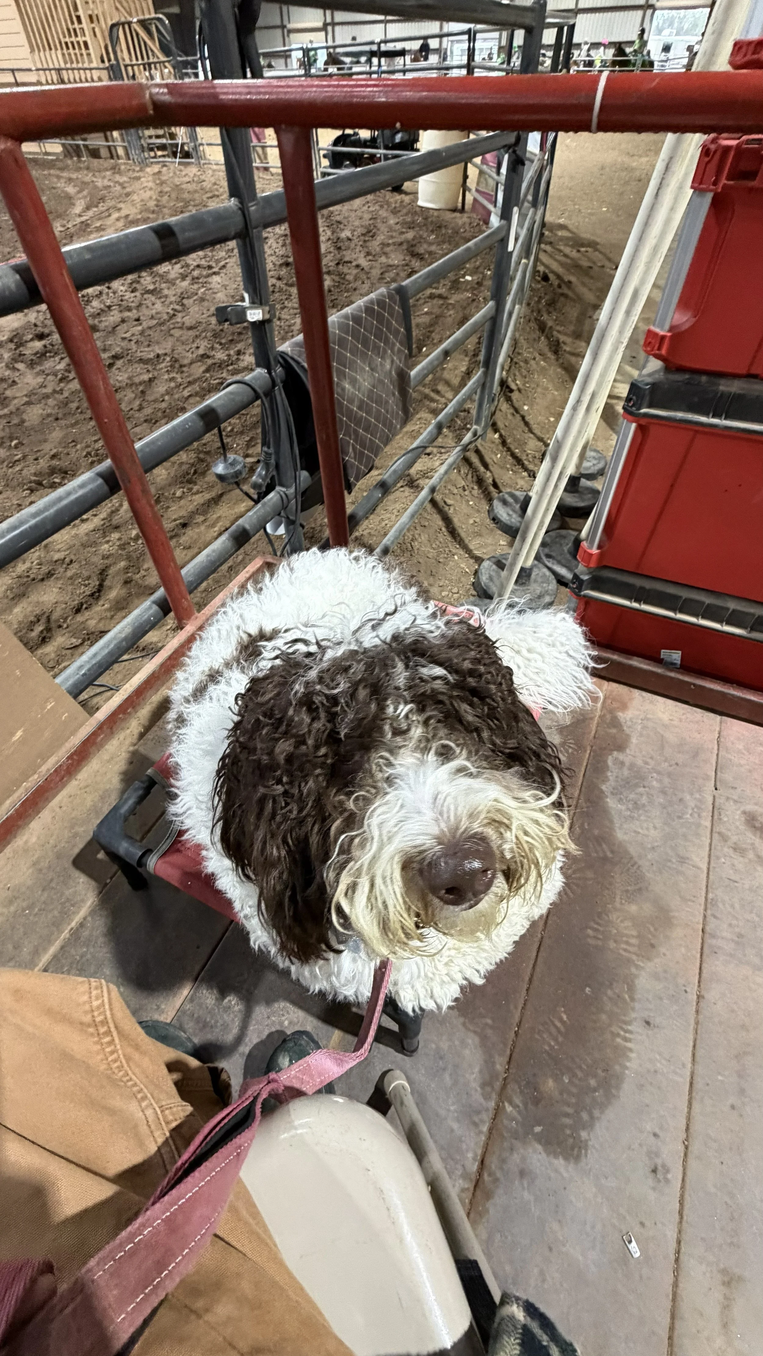 A brown and white curly-haired dog standing on a waiting seat in what appears to be an indoor livestock or animal handling facility, with metal pens, dirt ground, and equipment around.