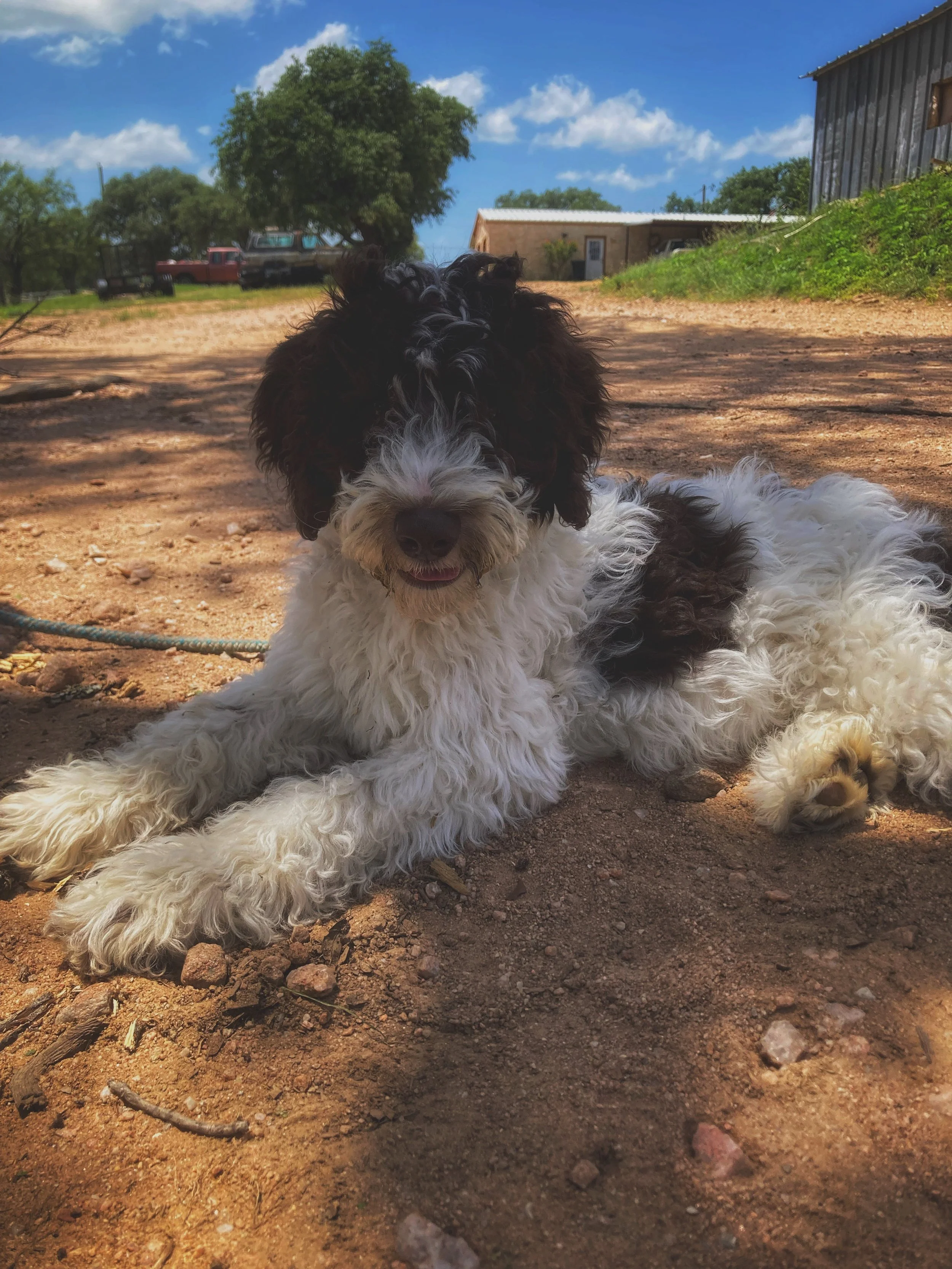 A black and white fluffy dog lying on dirt ground outdoors under a partly cloudy sky, with trees, a barn, and parked trucks in the background.