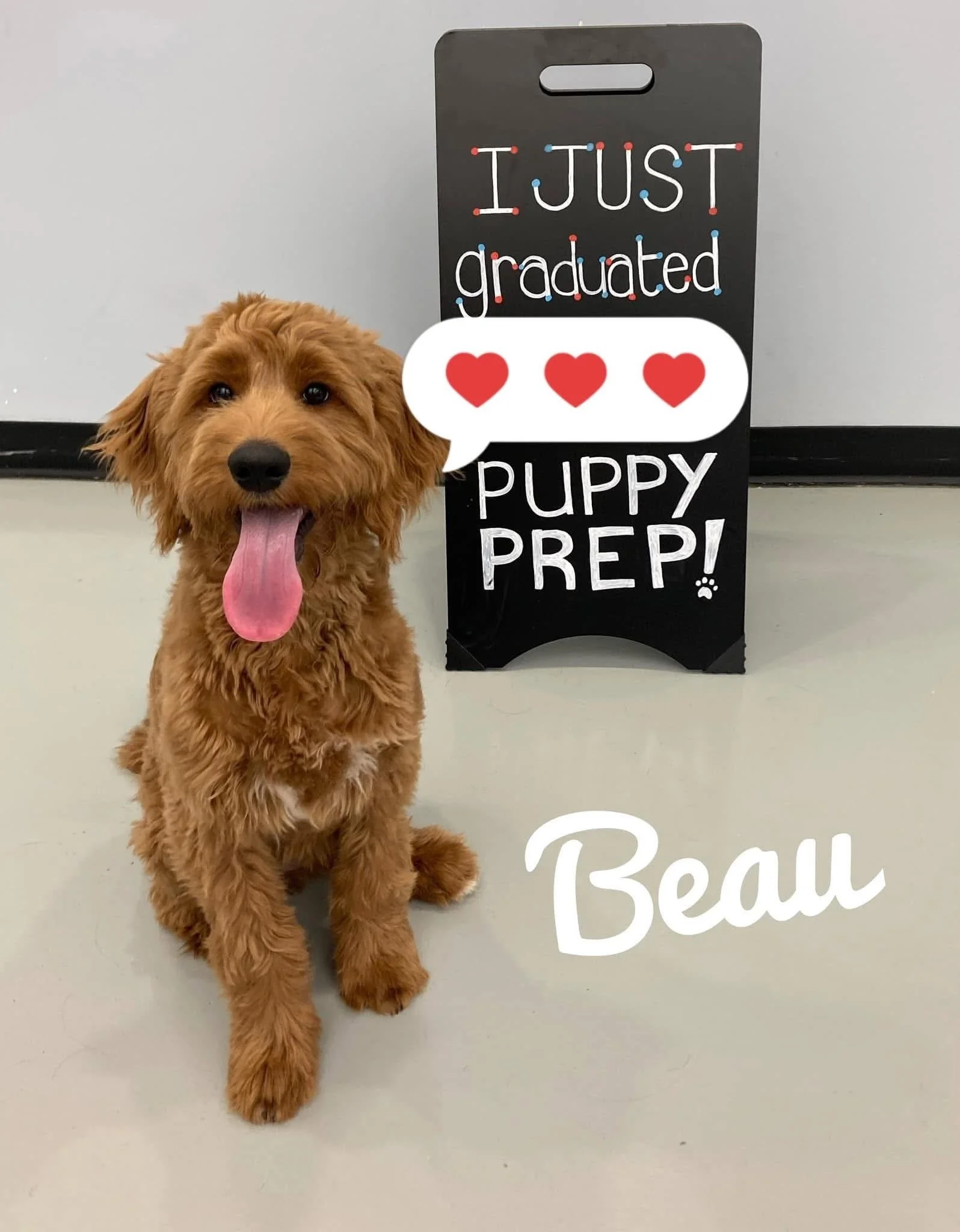 A happy golden retriever puppy sitting on the floor in front of a black sign with colorful dots and written text, and another sign with the name 'Beau' partially visible.