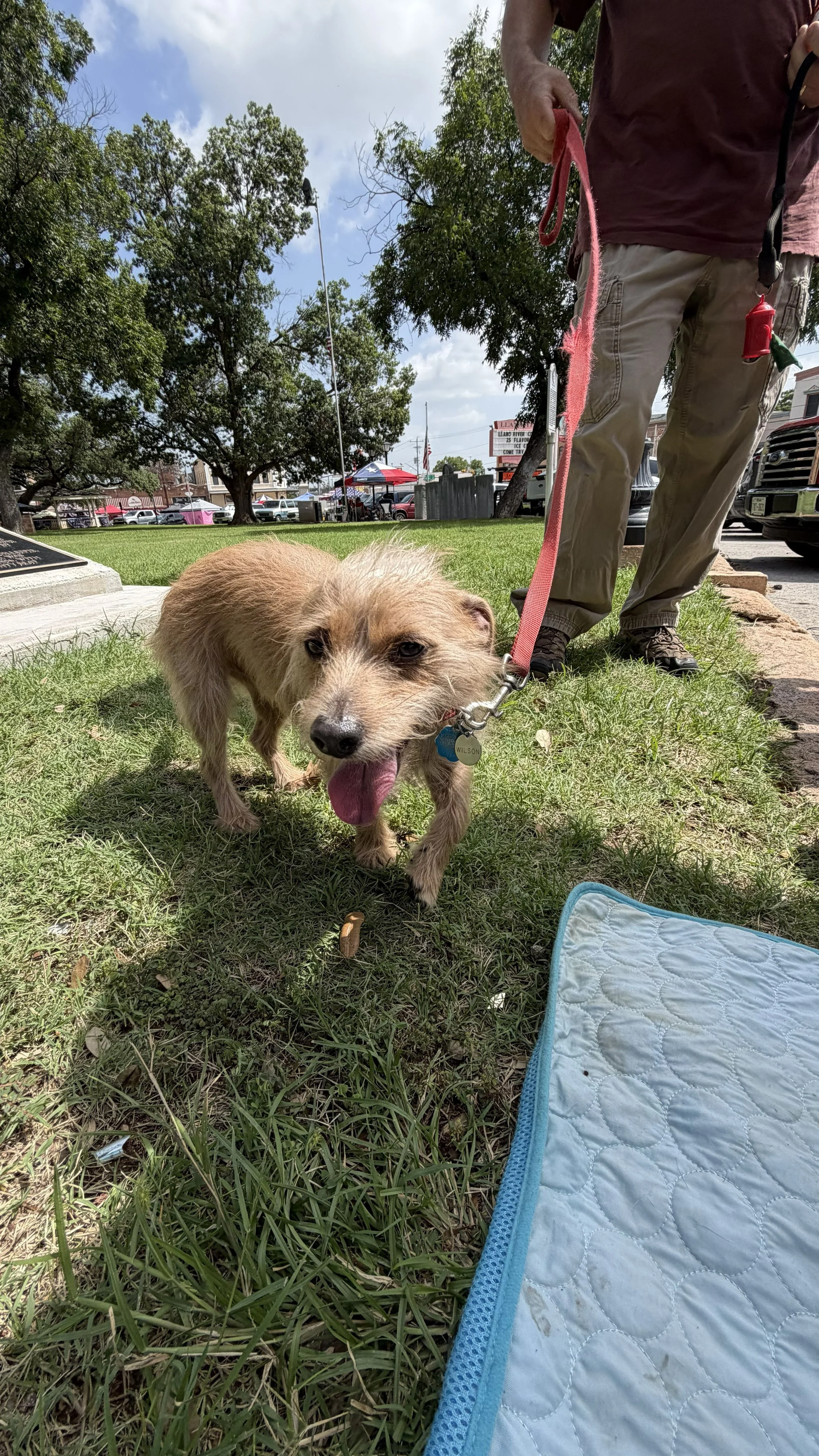 A small tan dog on a leash with its tongue out standing on grass, with a person holding the leash. The scene is outdoors in a park or public area with trees, cars, and tents visible in the background.