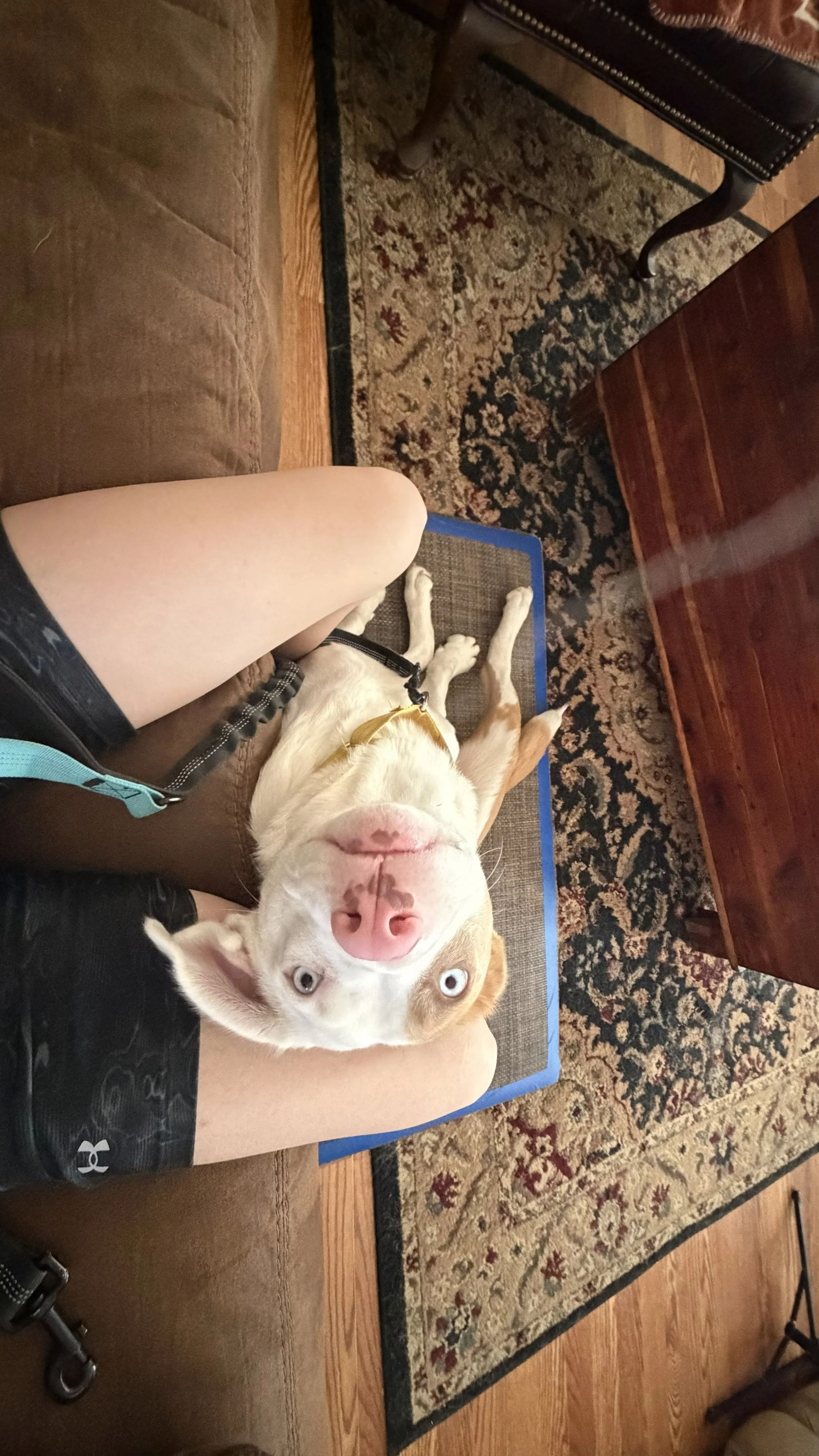A person sitting on a couch with their legs crossed, wearing black shorts, next to a Siberian Husky dog lying on its back with blue eyes and pink nose, in a living room with a patterned rug and wooden furniture.