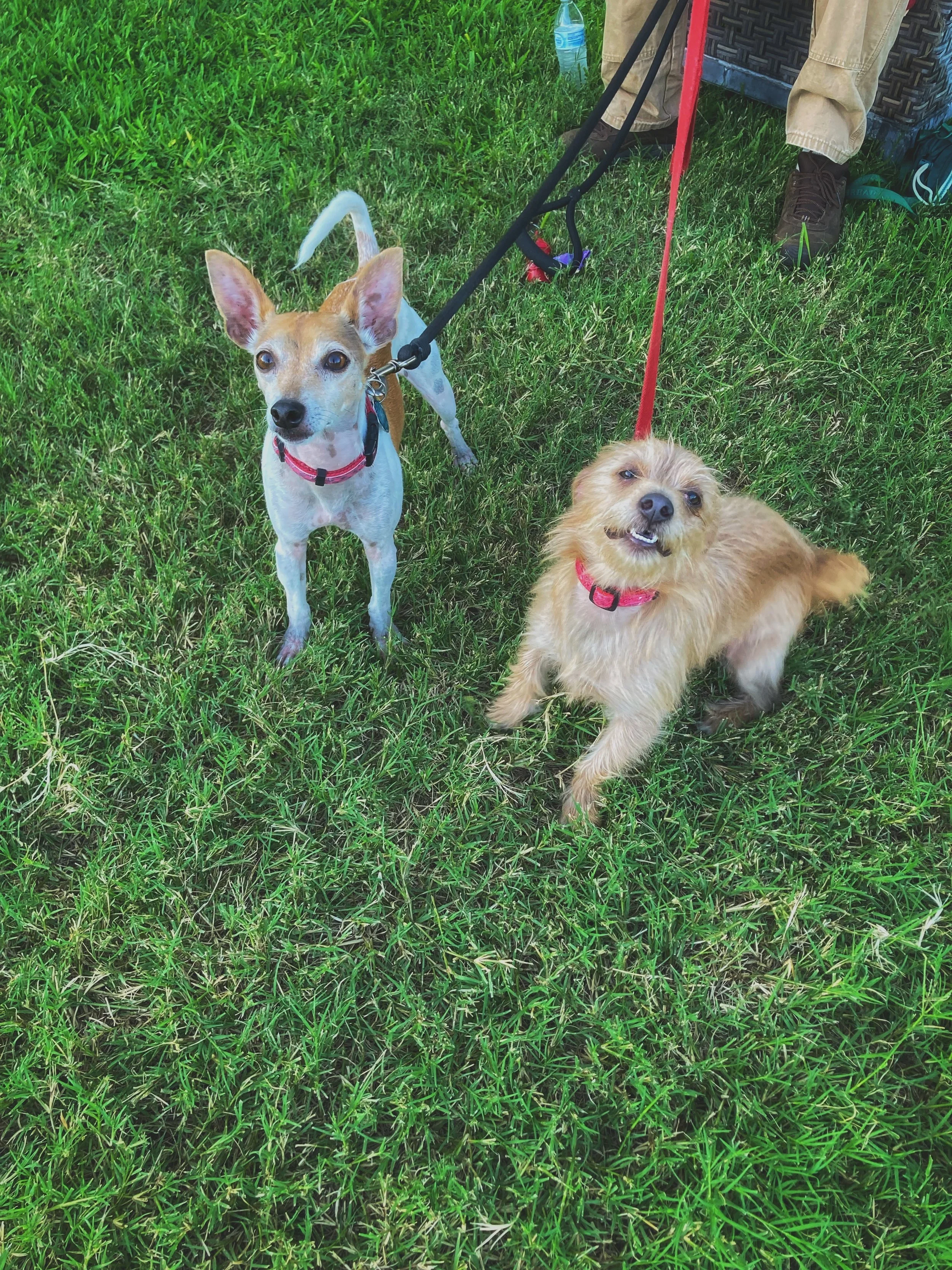 Two small dogs, one with tan and white fur and the other with light brown fur, are on a grassy lawn, wearing red collars and leashes, with a person standing nearby.